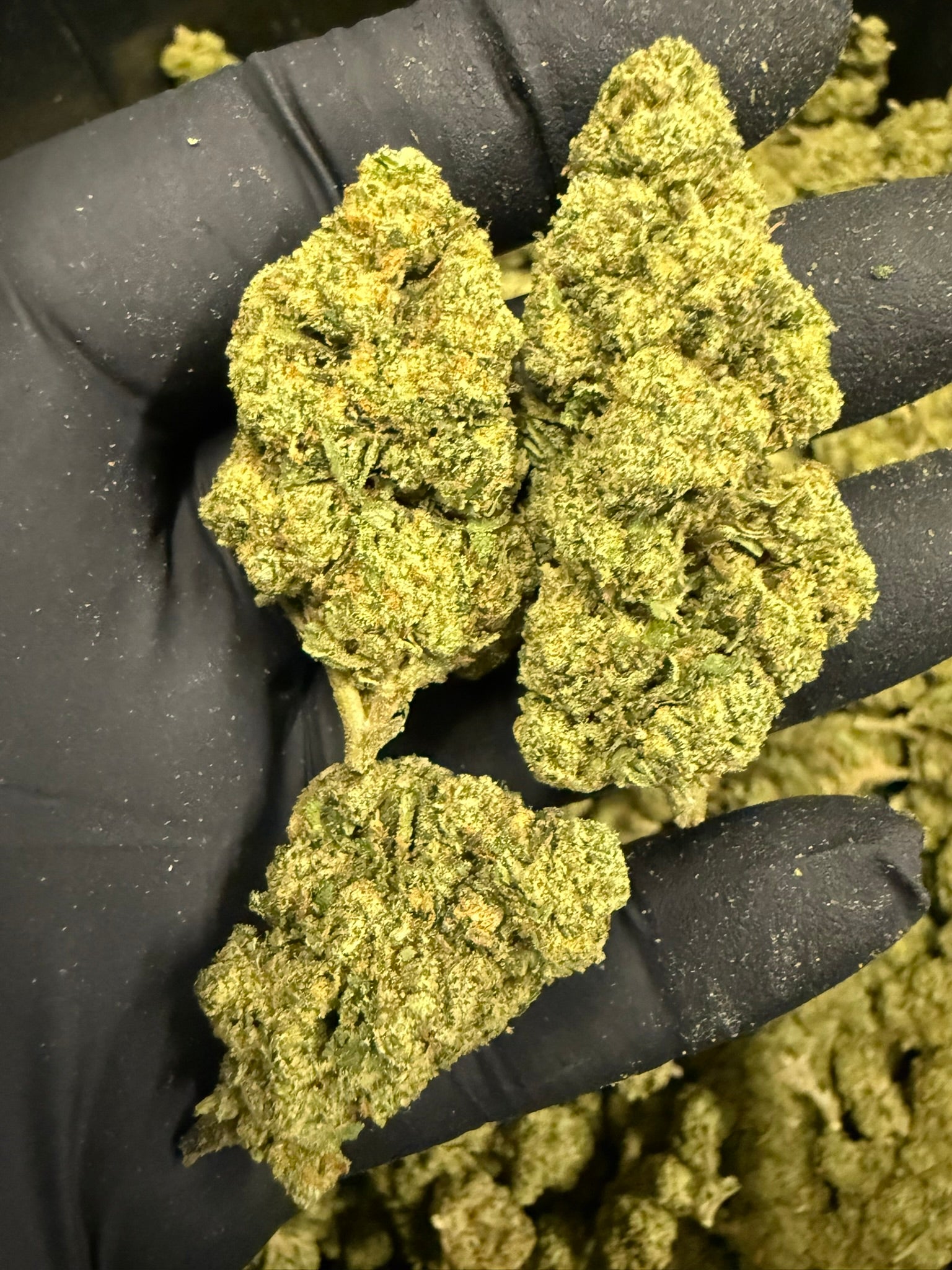 Hashburger - Damn Good | Legal Cannabis