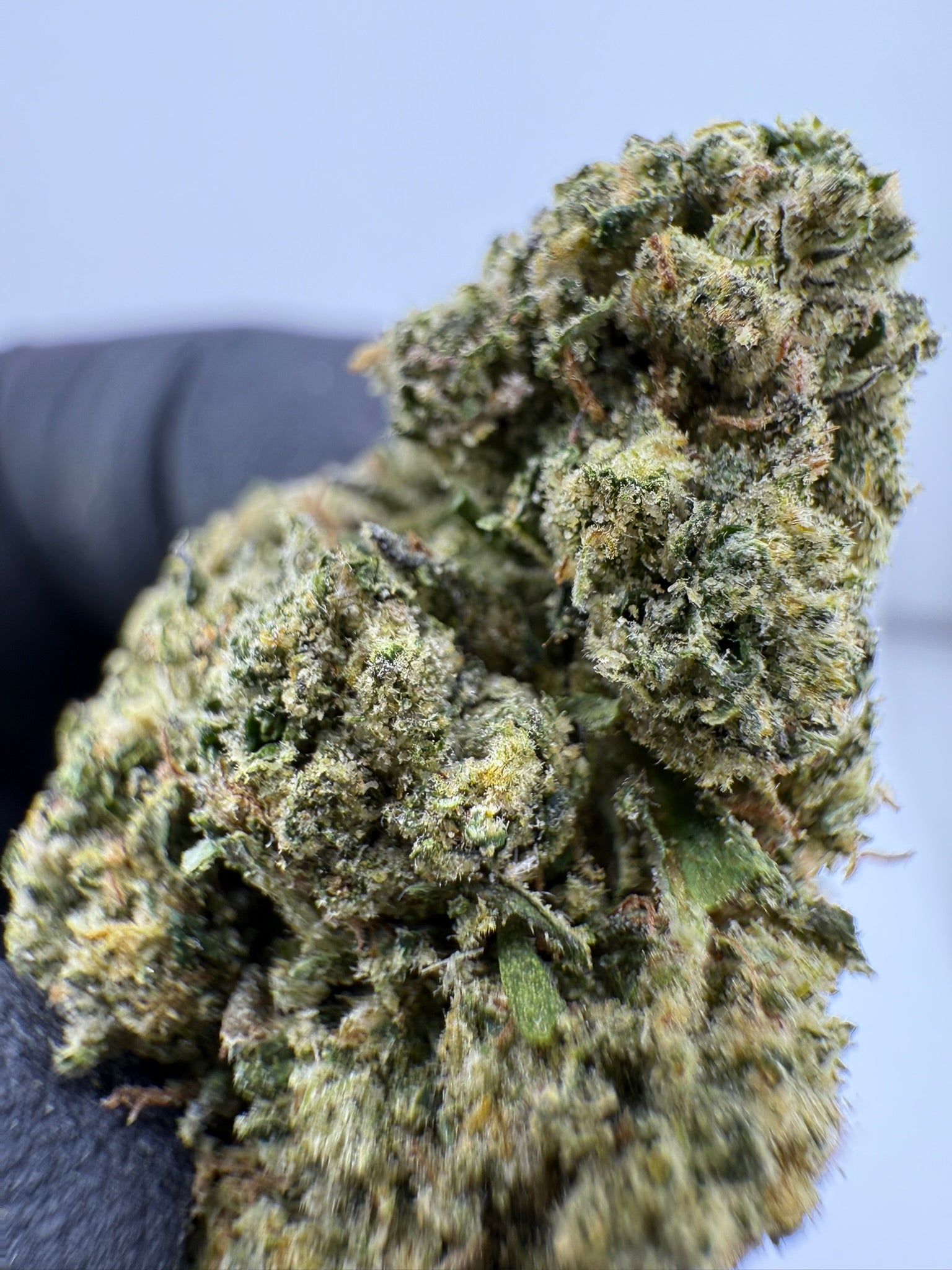 Hashburger - Damn Good | Legal Cannabis