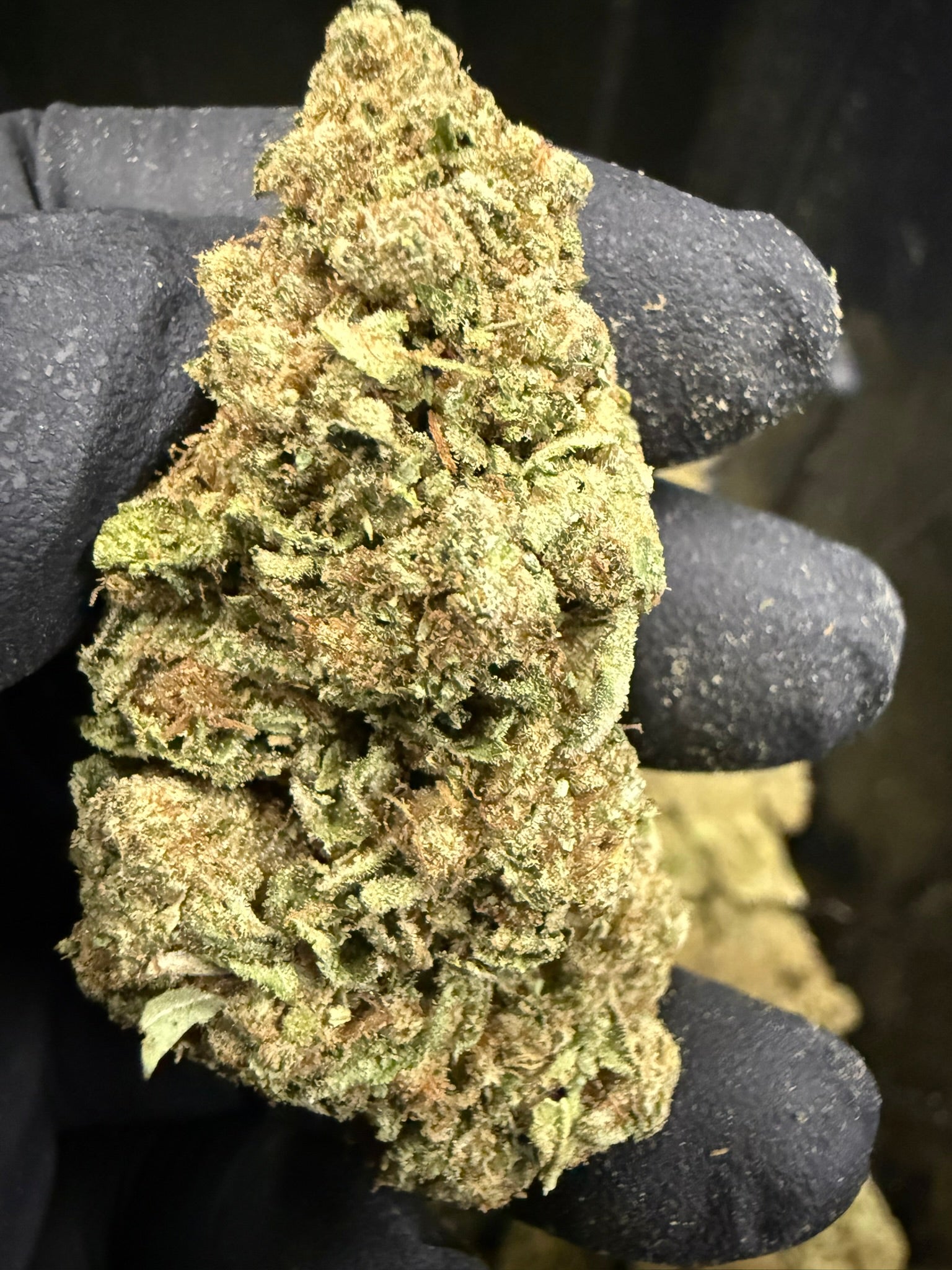 Animal Tsunami - Damn Good | Legal Cannabis