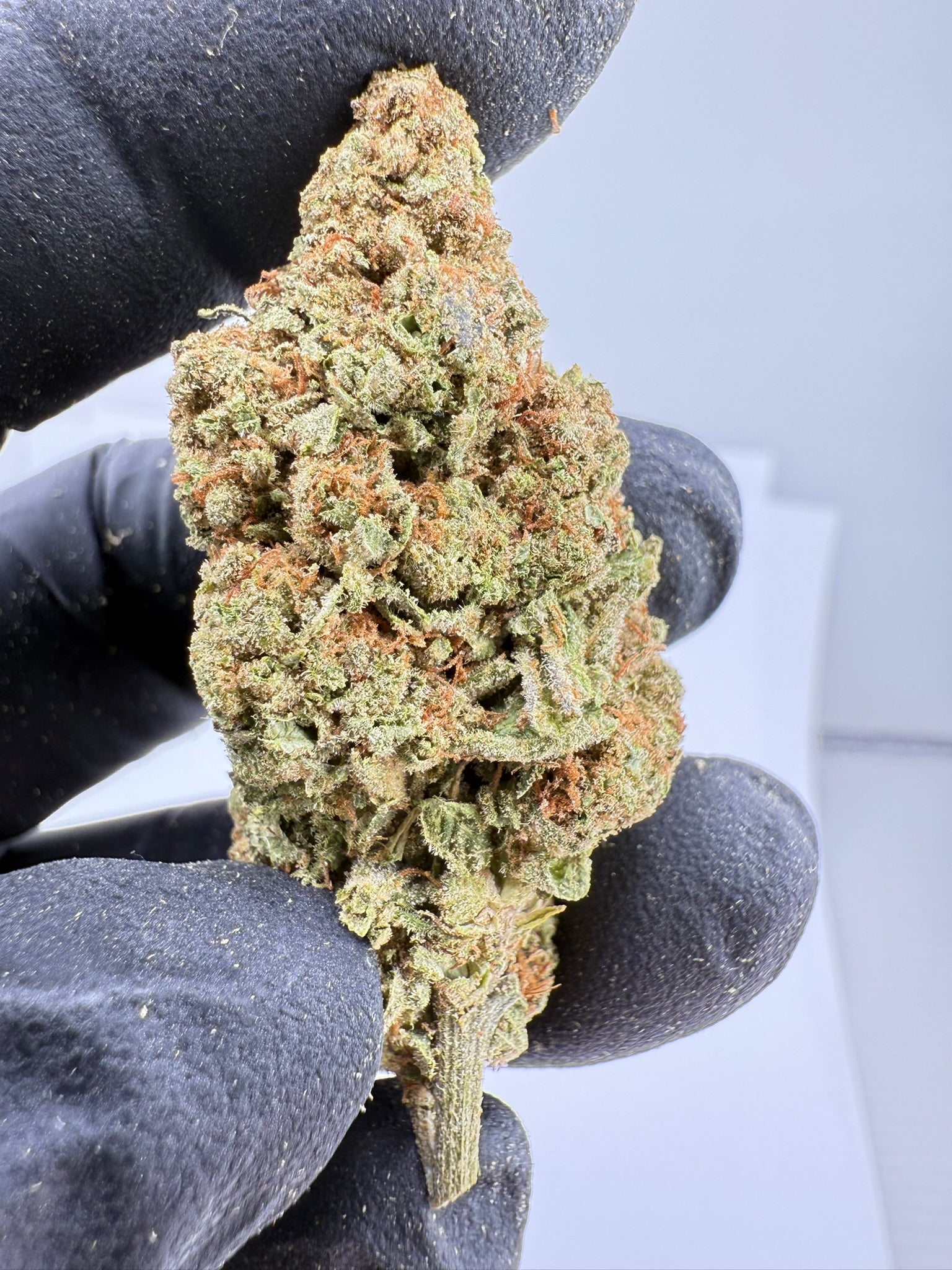 Animal Tsunami - Damn Good | Legal Cannabis