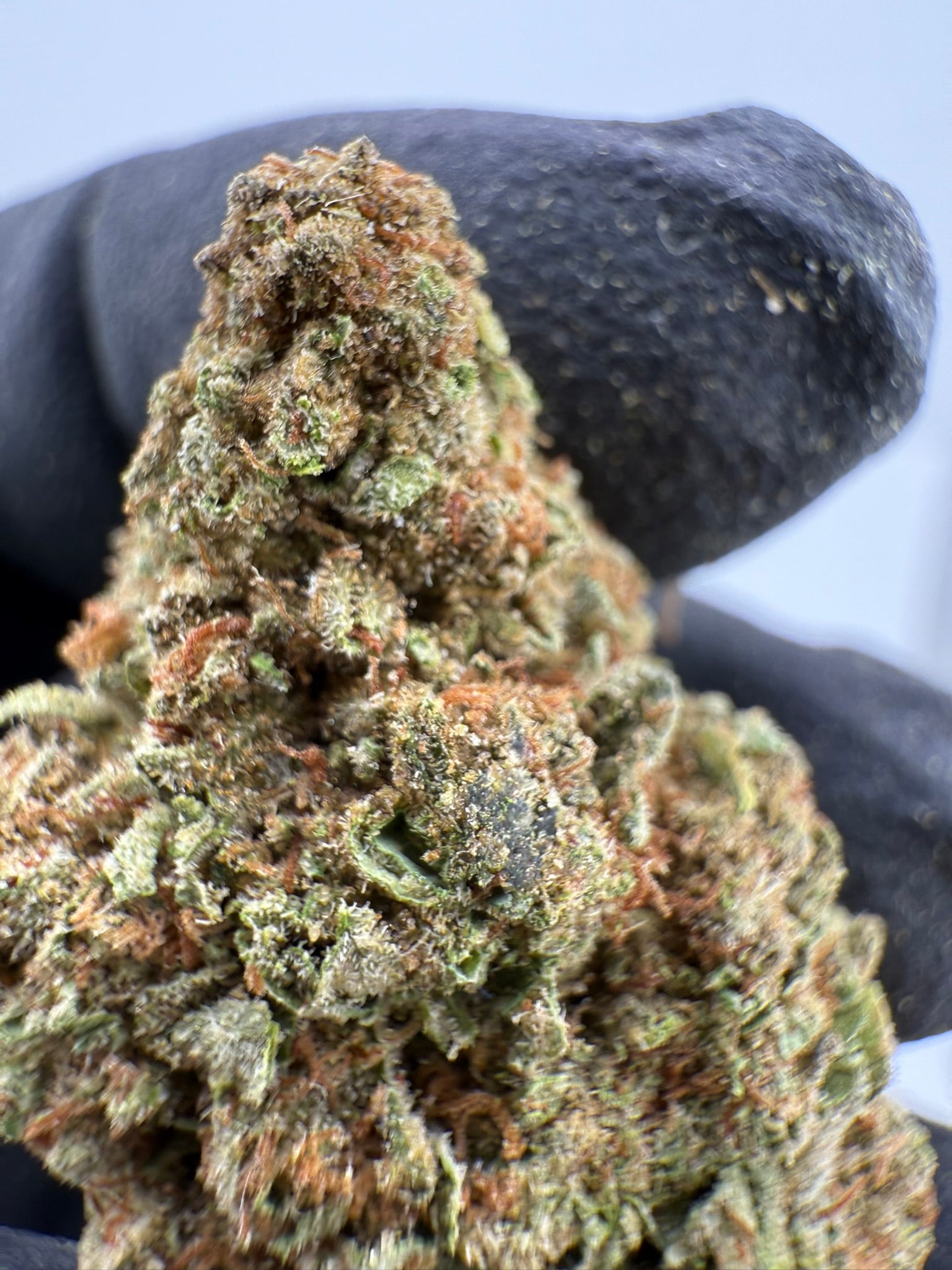 Animal Tsunami - Damn Good | Legal Cannabis