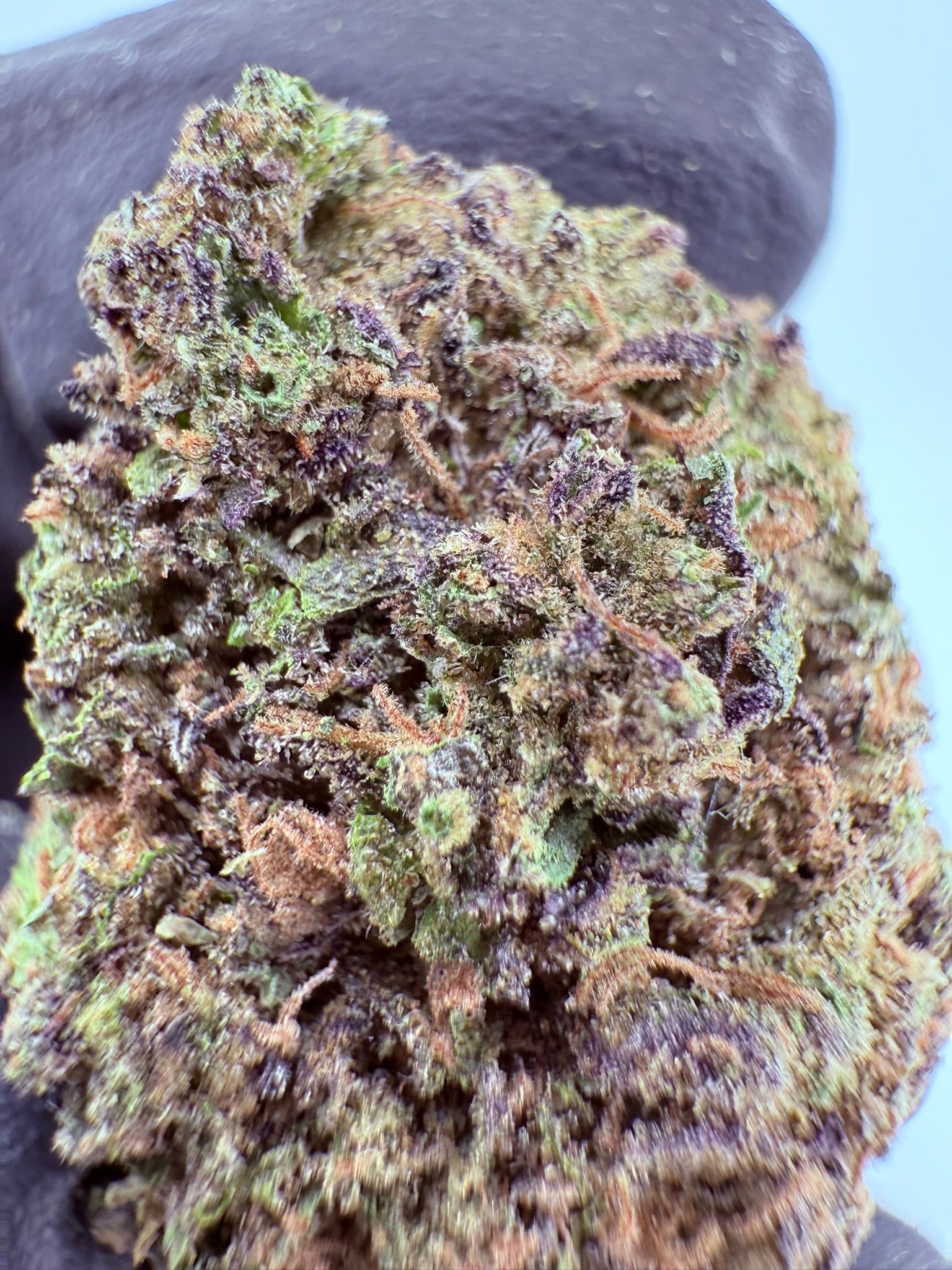 Lemon Cherry Sherbert