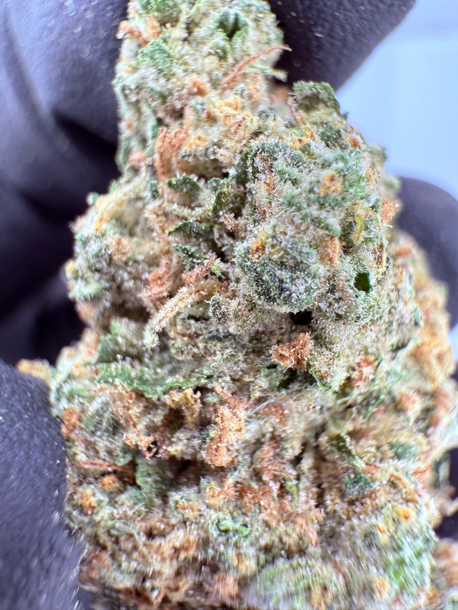 Moroccan Peaches - Damn Good | Legal Cannabis