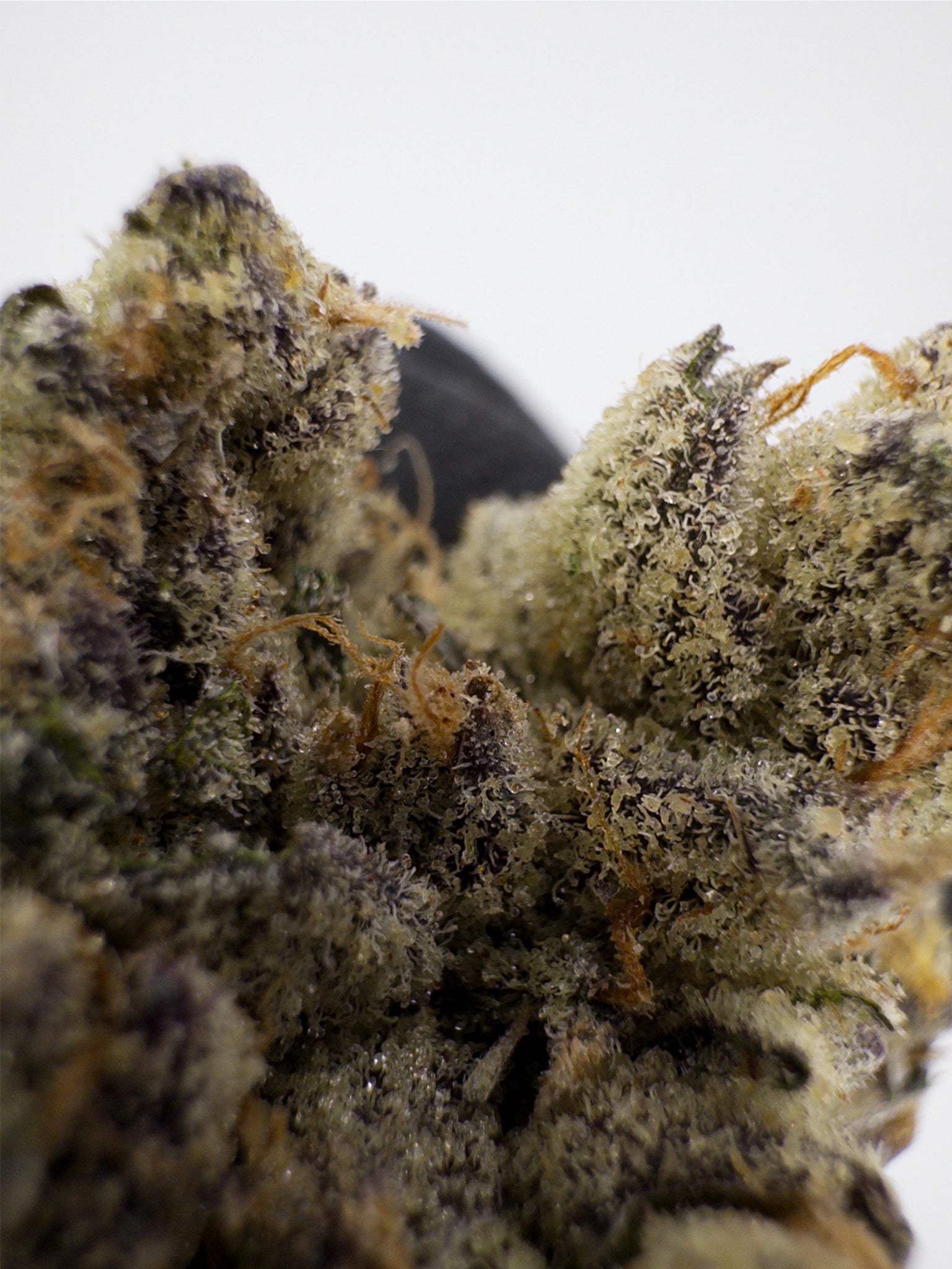 Devil's Driver - Damn Good | Legal Cannabis