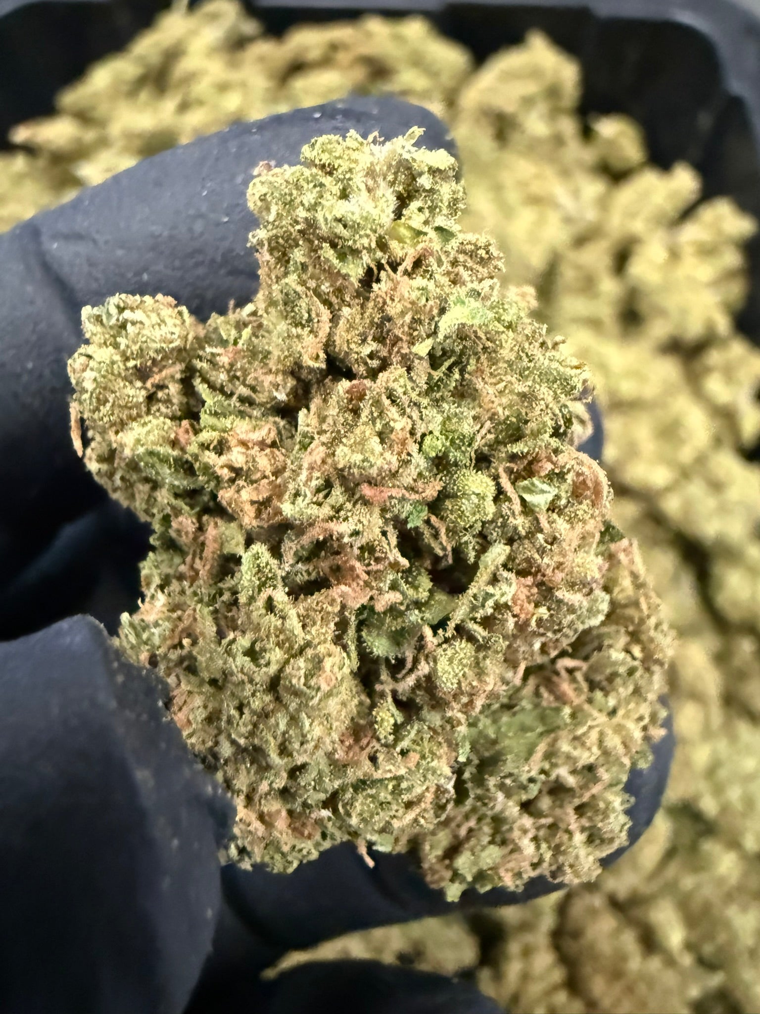 Face Fat - Damn Good | Legal Cannabis