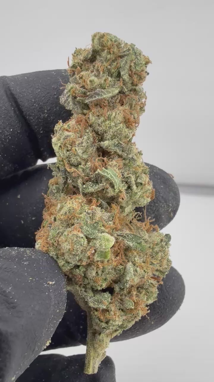 Load video: Amber Rose