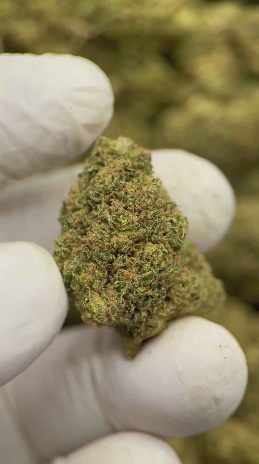 Load video: Acapulco Haze