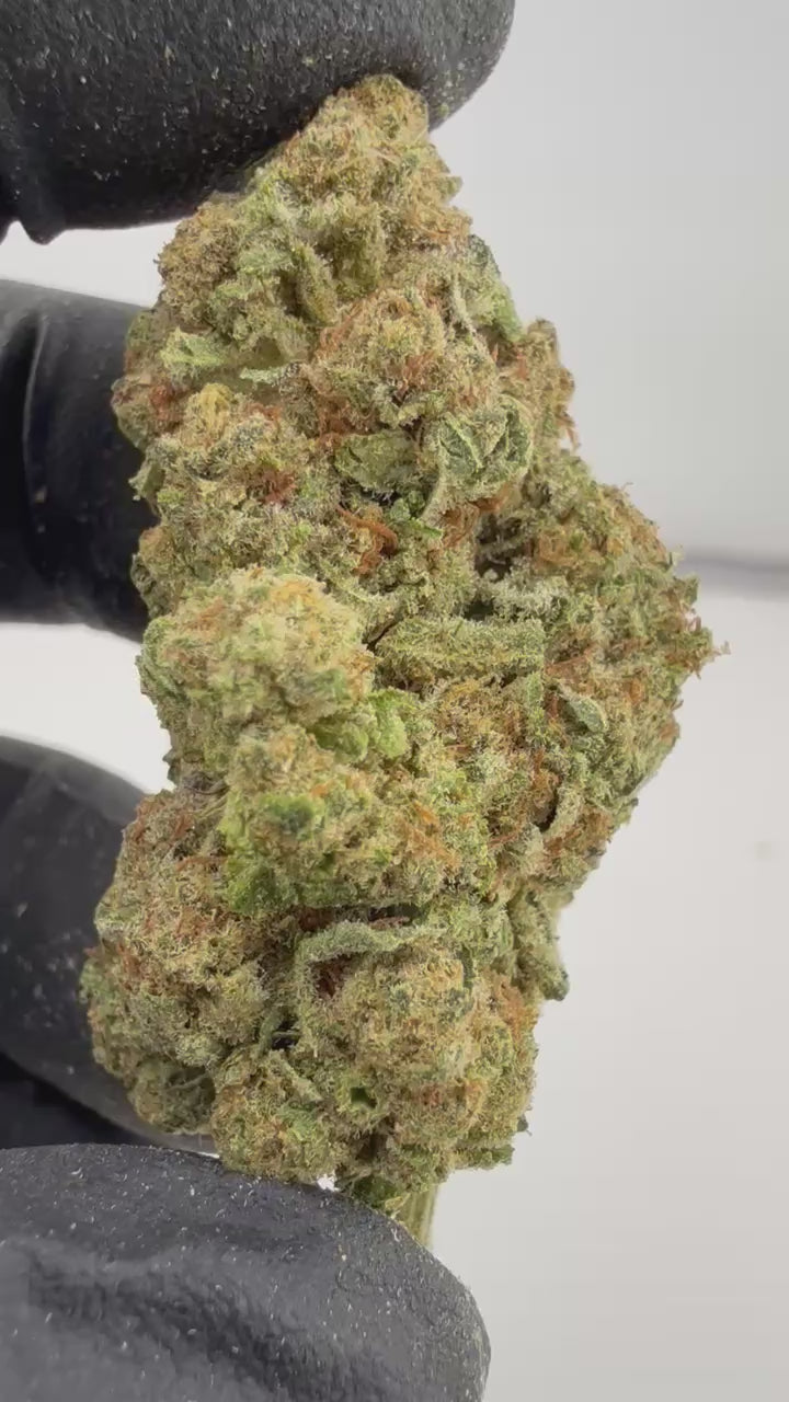 Load video: Animal Tsunami