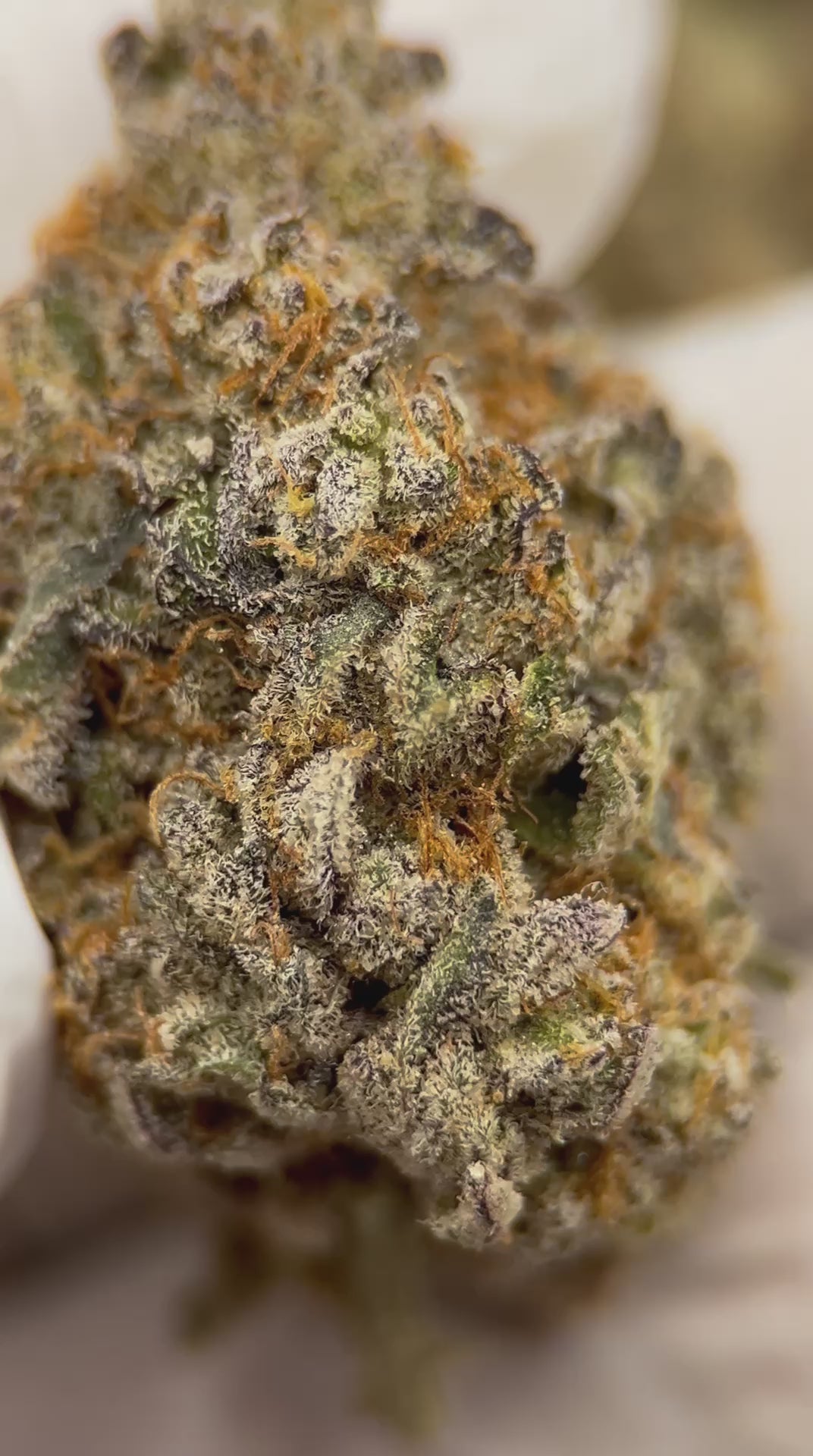 Load video: Animal Sherb Mintz