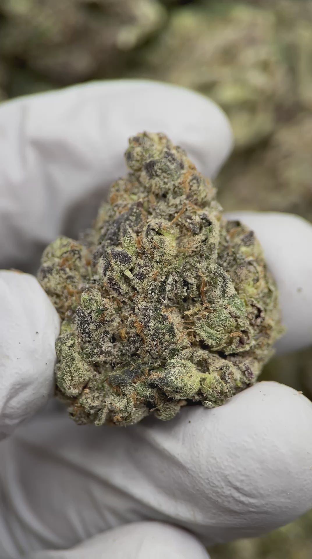 Load video: Blackcherry Blaster