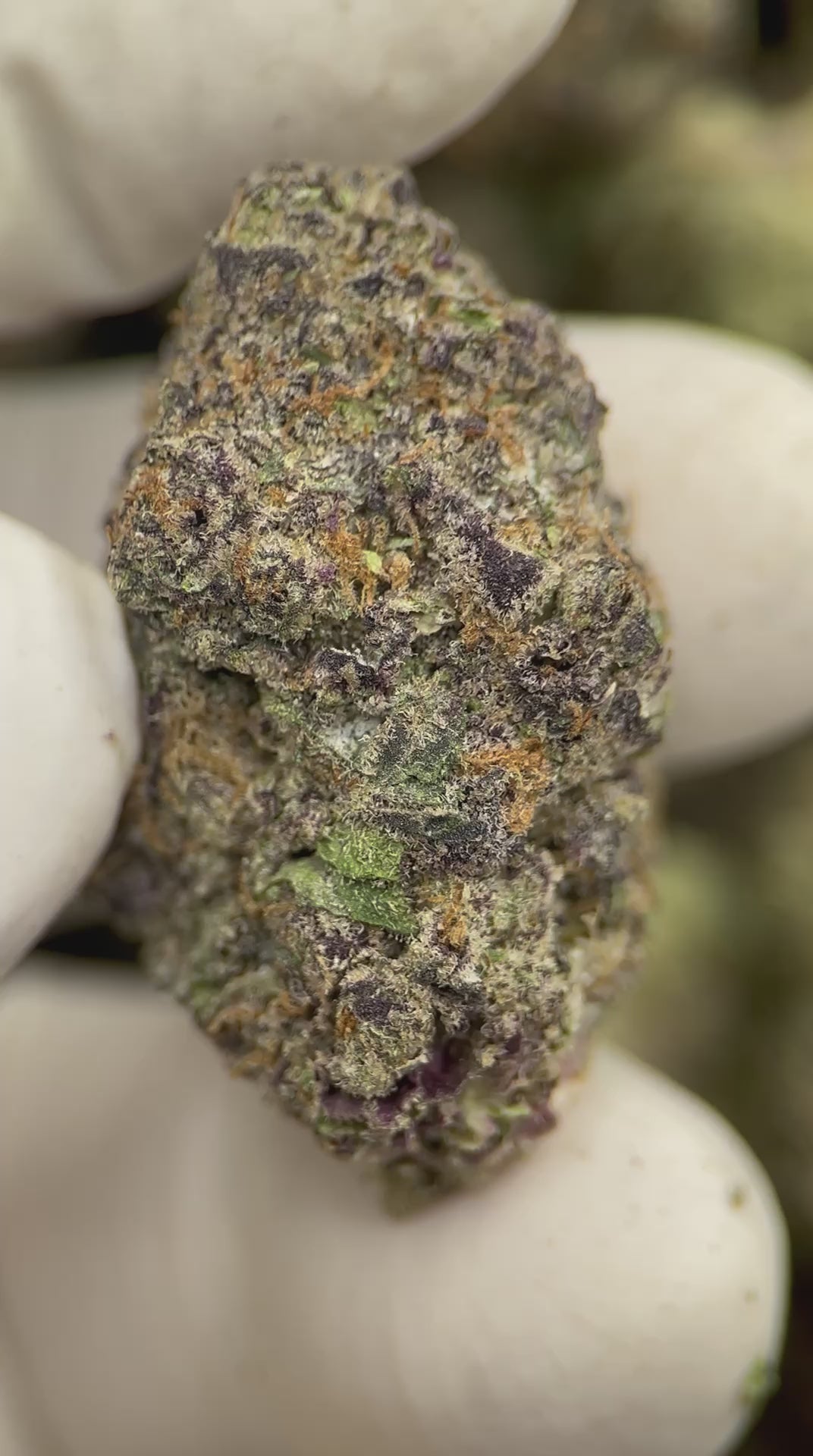 Load video: Block Party