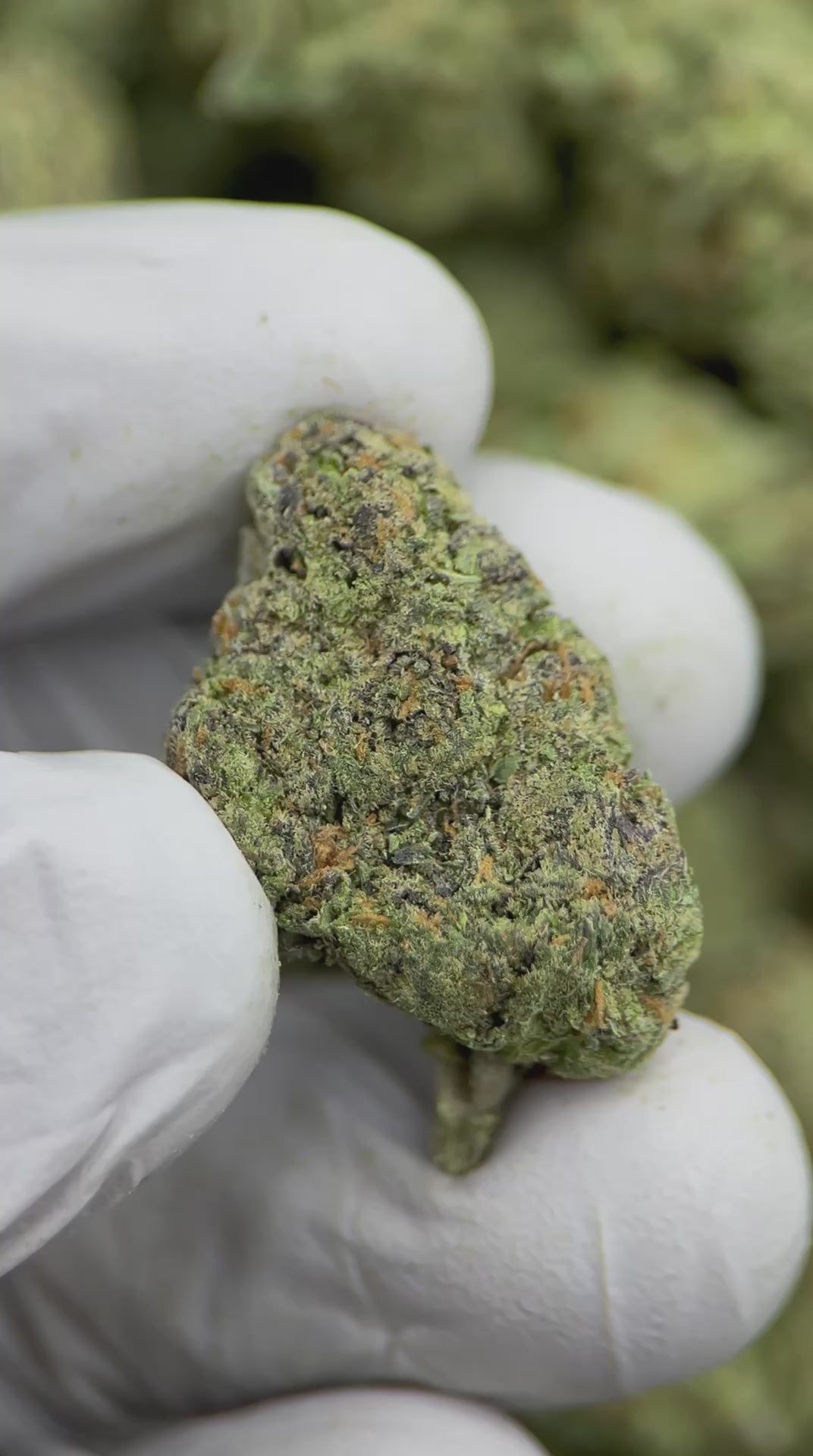 Load video: Blue Dream