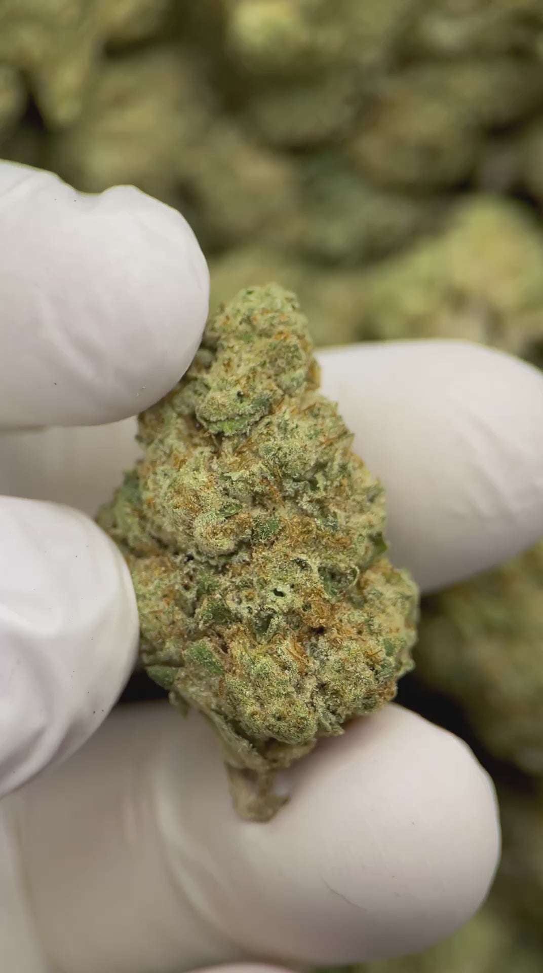 Load video: Banana OG