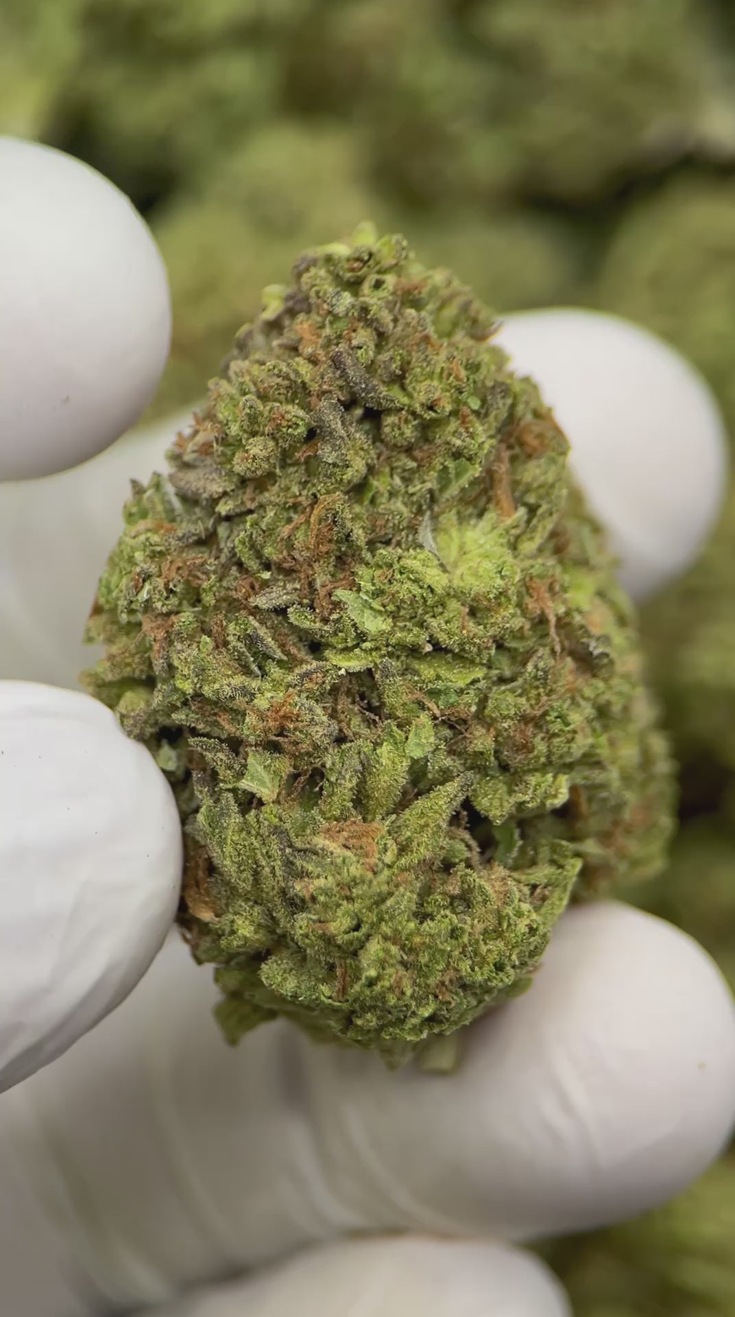 Load video: Bing Bong