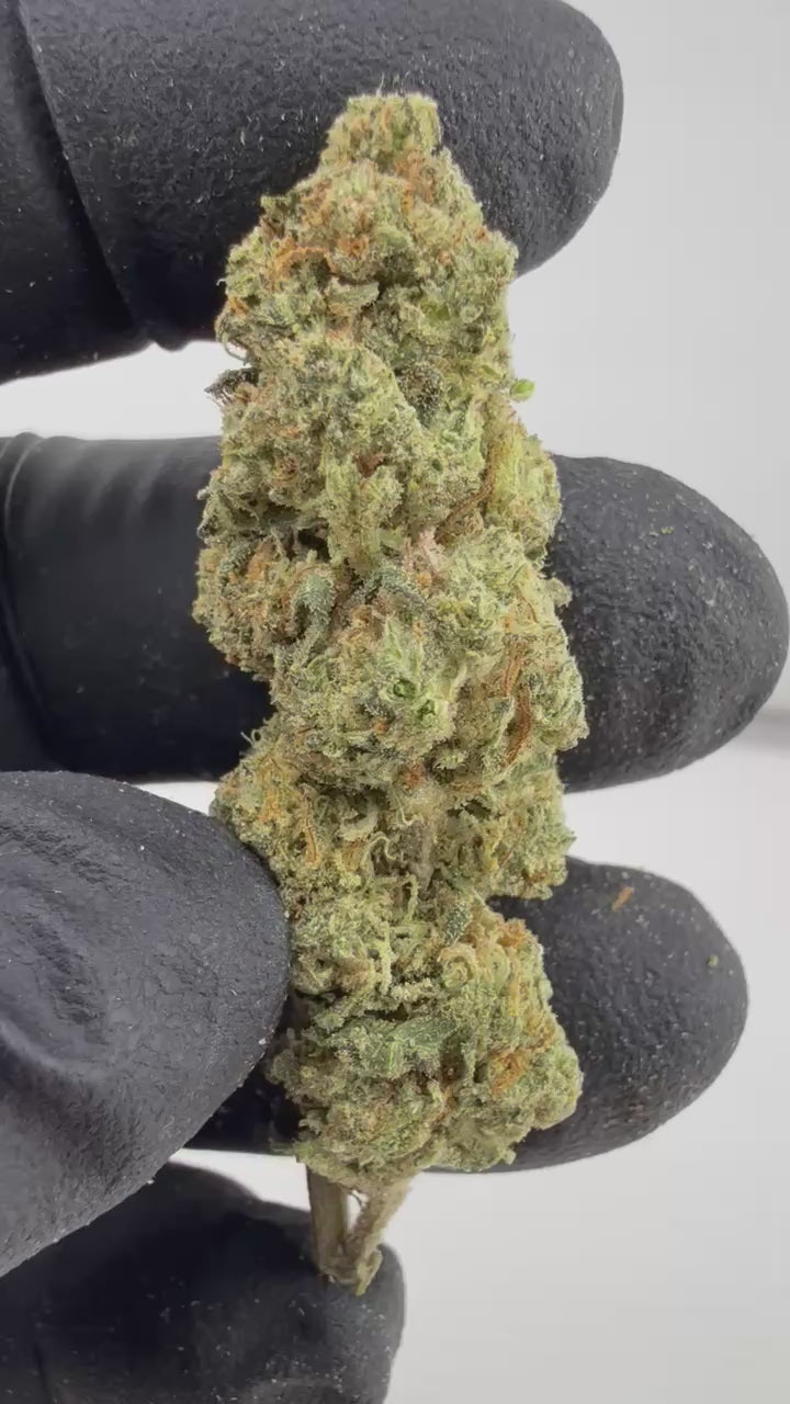 Load video: Bubblegum Gelato