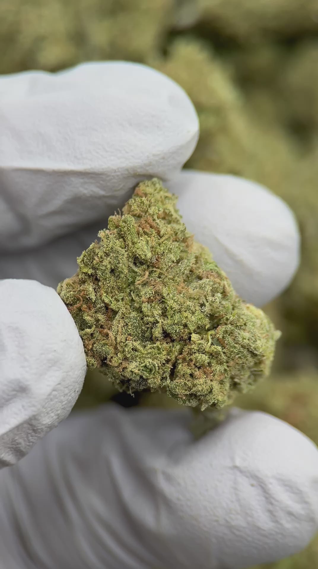 Load video: Blue Dream