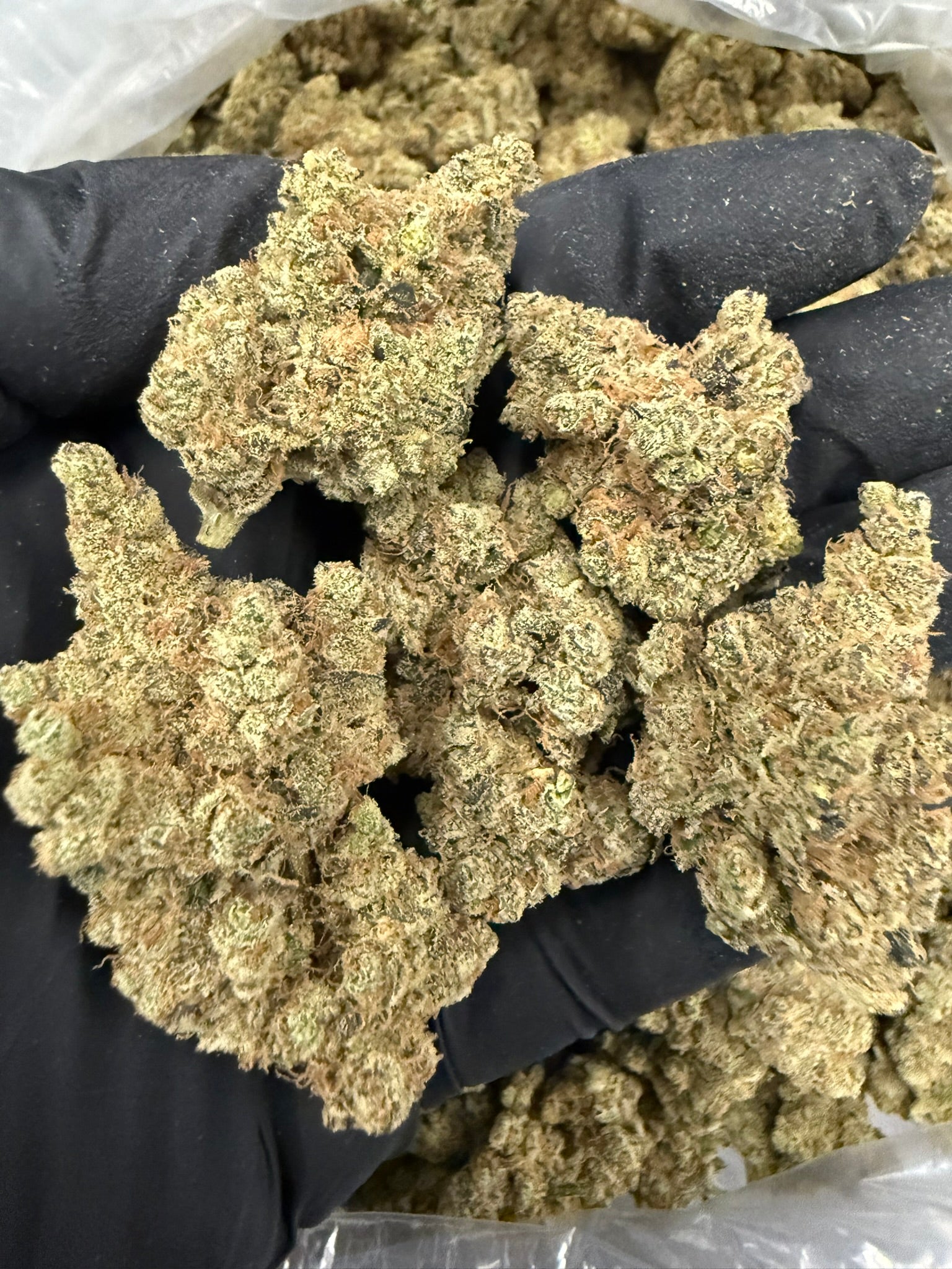 Airborne G13 × Super Silver Grail Haze - Damn Good | Legal Cannabis