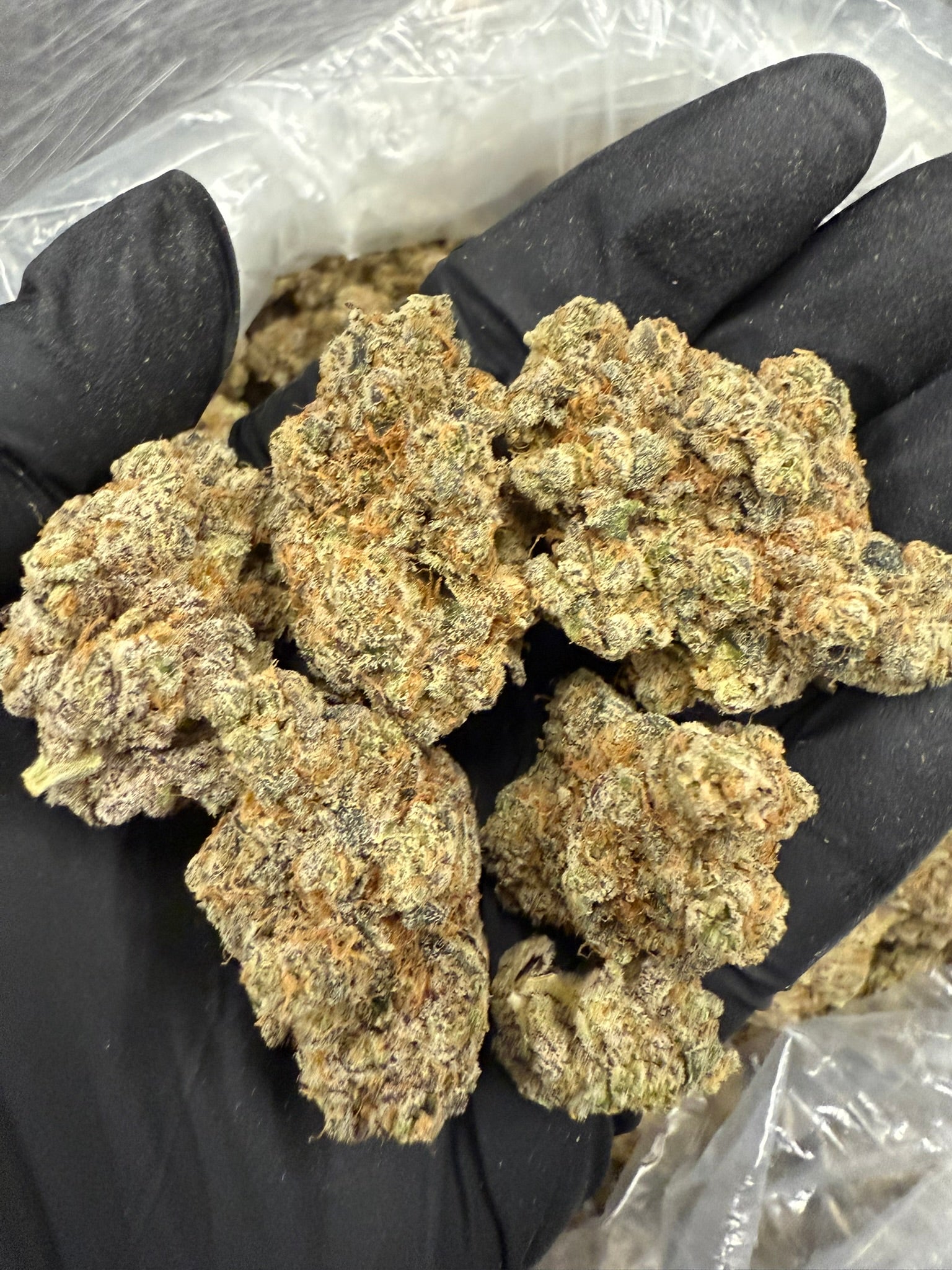 Amsterdam Cheese - Damn Good | Legal Cannabis