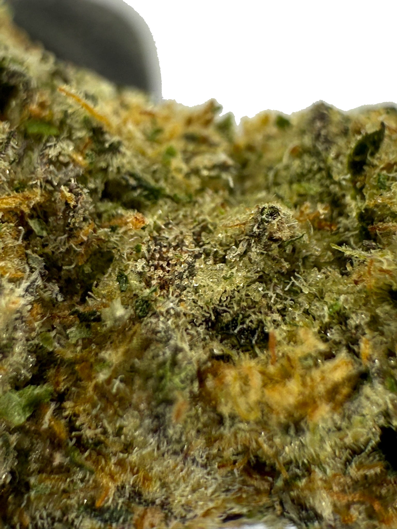 Columbian Gold - Damn Good | Legal Cannabis