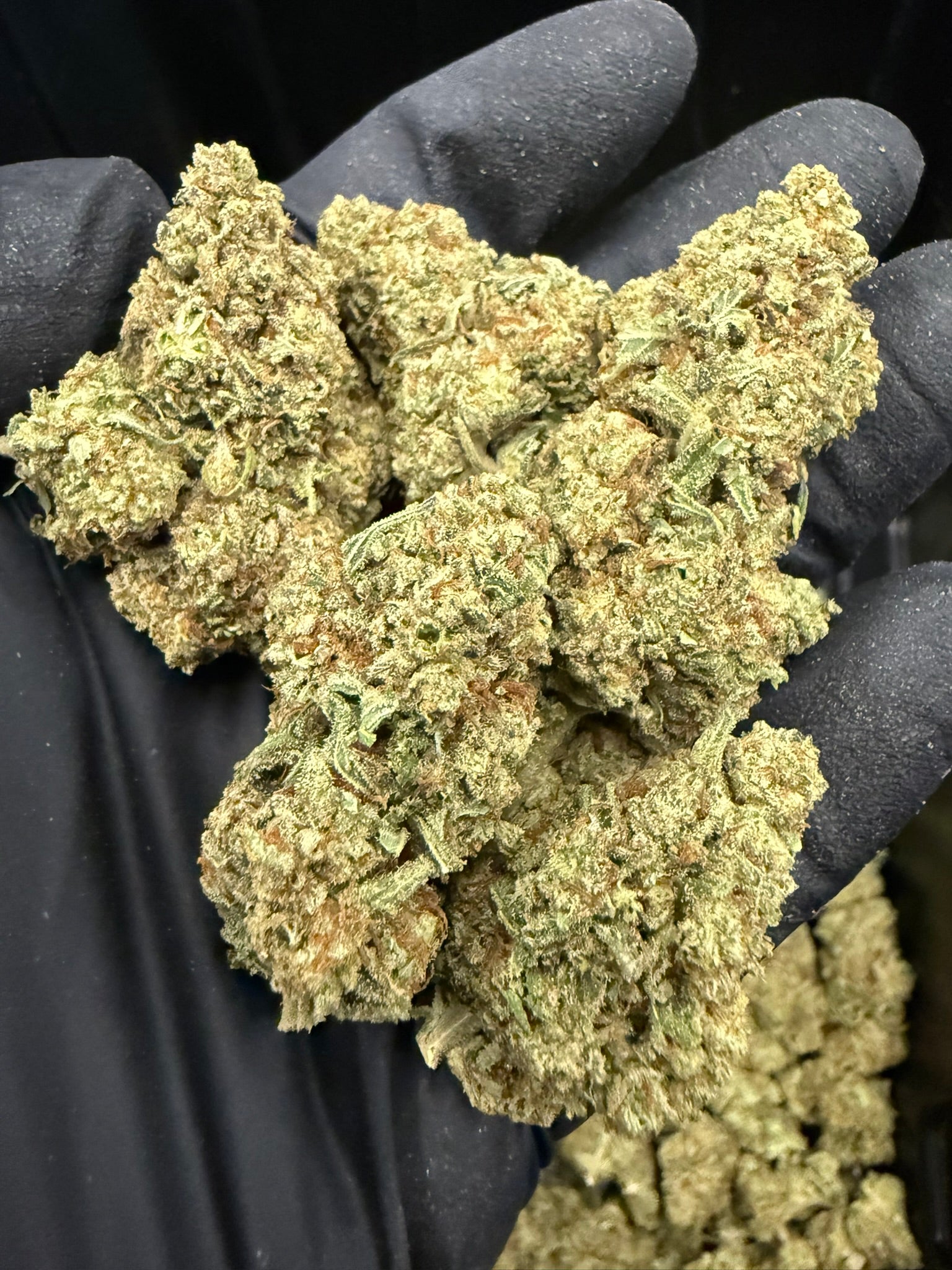 Gusher Mintz - Damn Good | Legal Cannabis