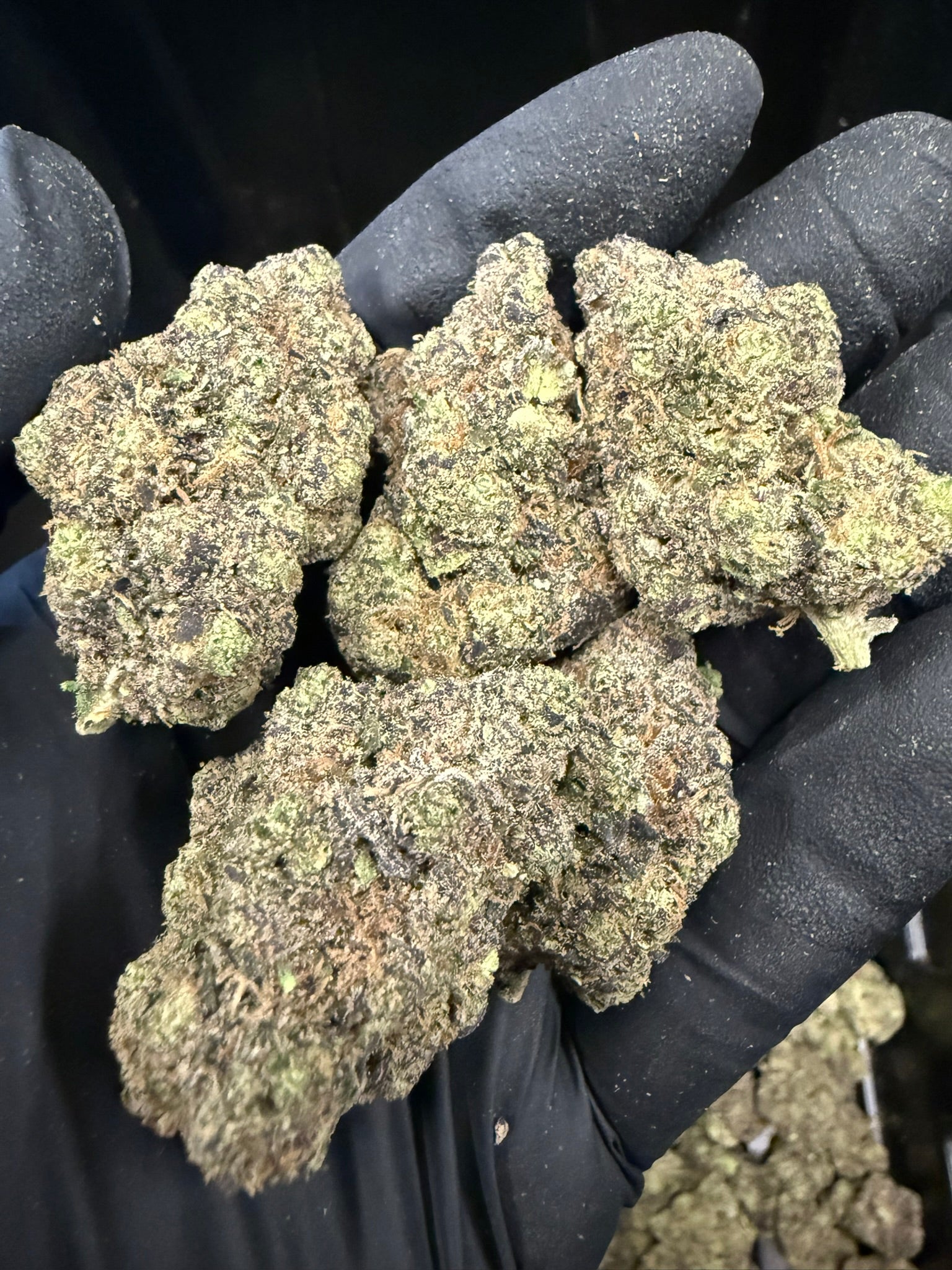 Hashburger - Damn Good | Legal Cannabis