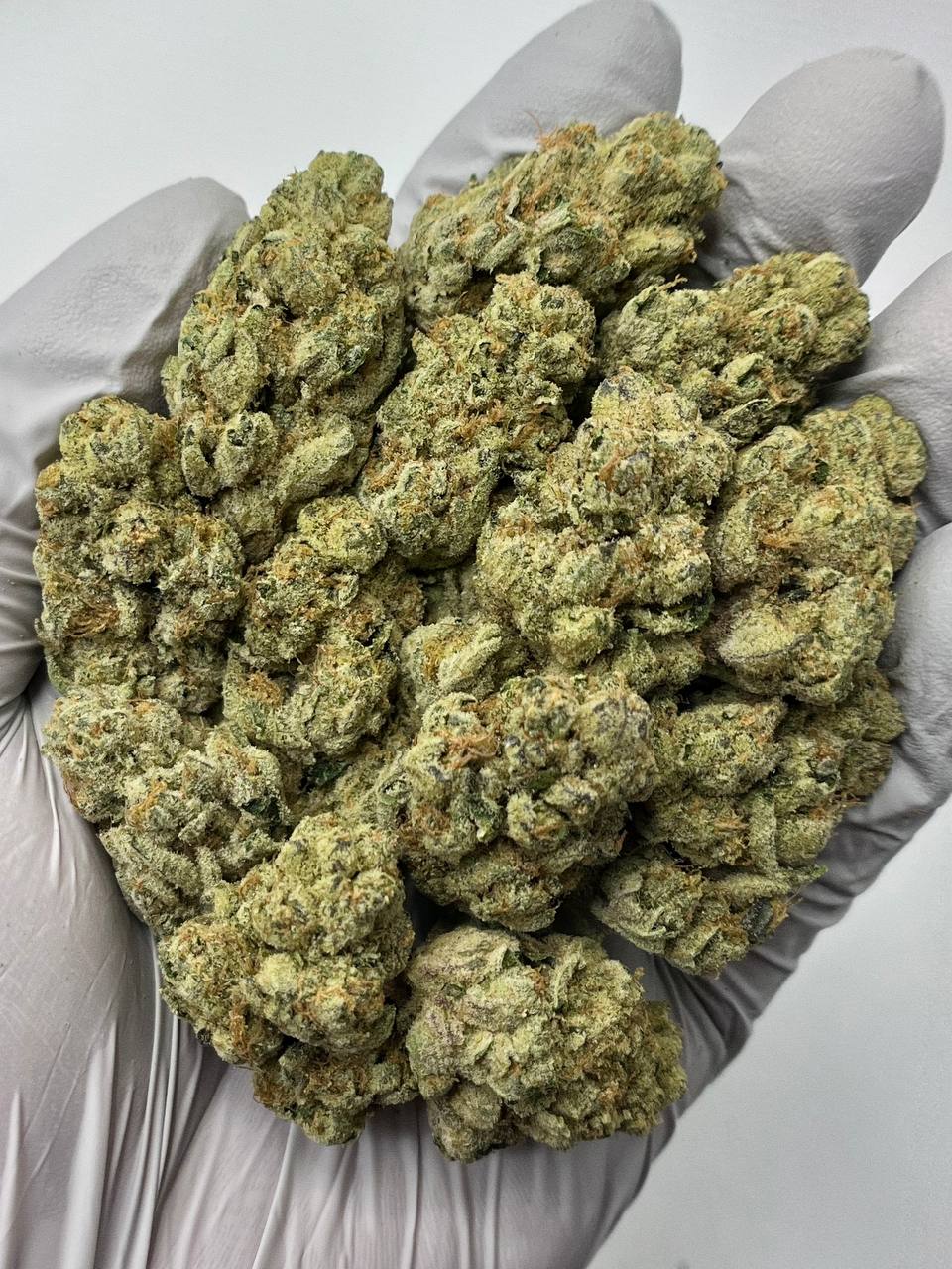 Knights Templar OG - Damn Good | Legal Cannabis