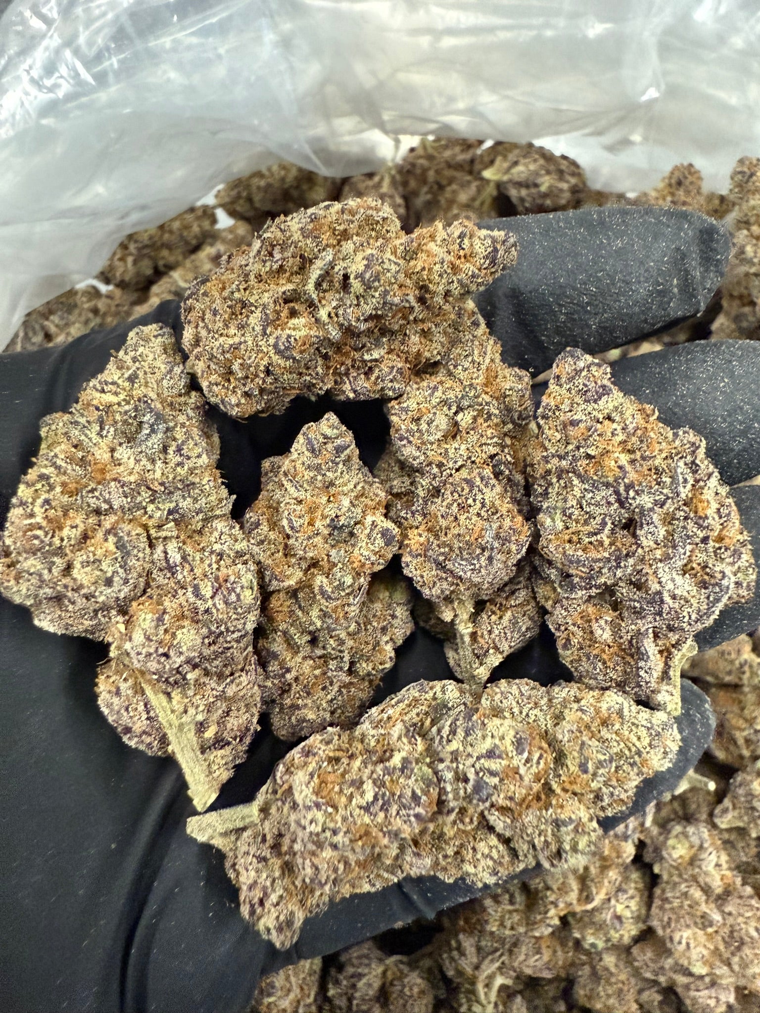 Lizard Burger - Damn Good | Legal Cannabis