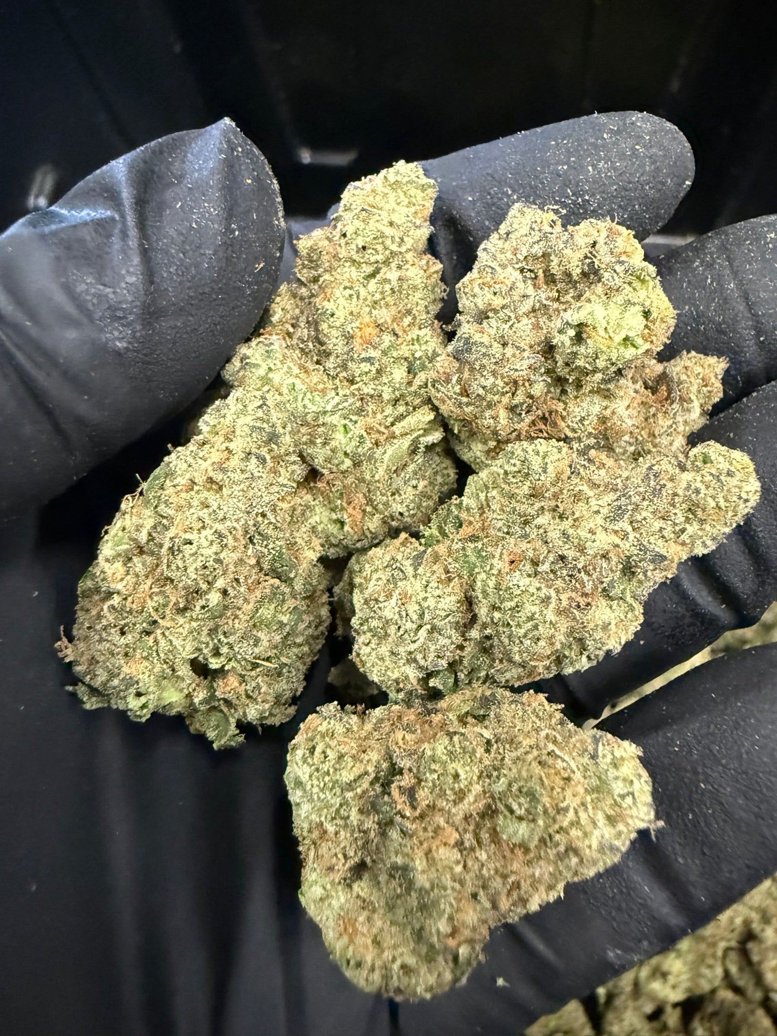 OG Mota - Damn Good | Legal Cannabis