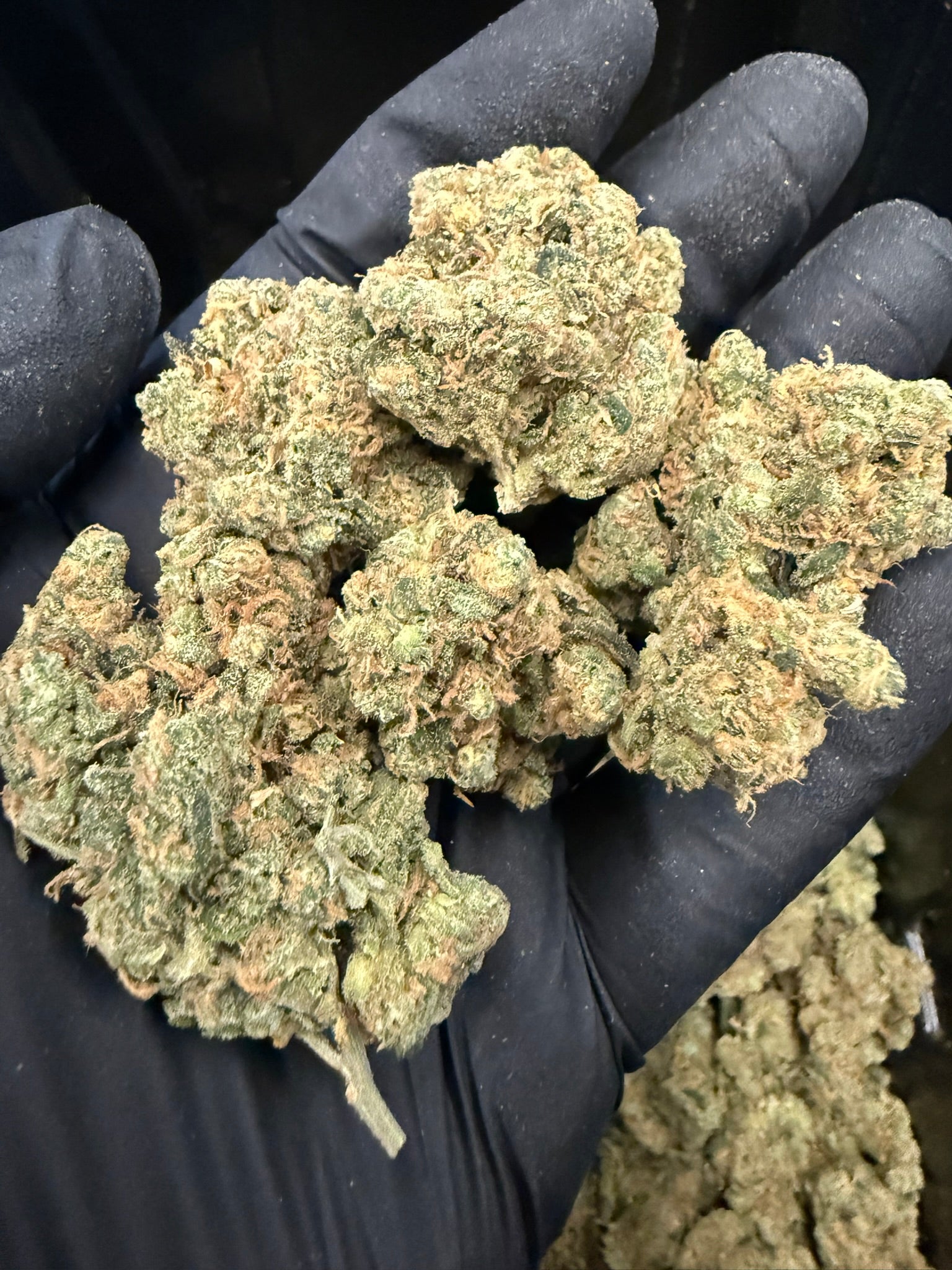 Blue Dream - Damn Good | Legal Cannabis