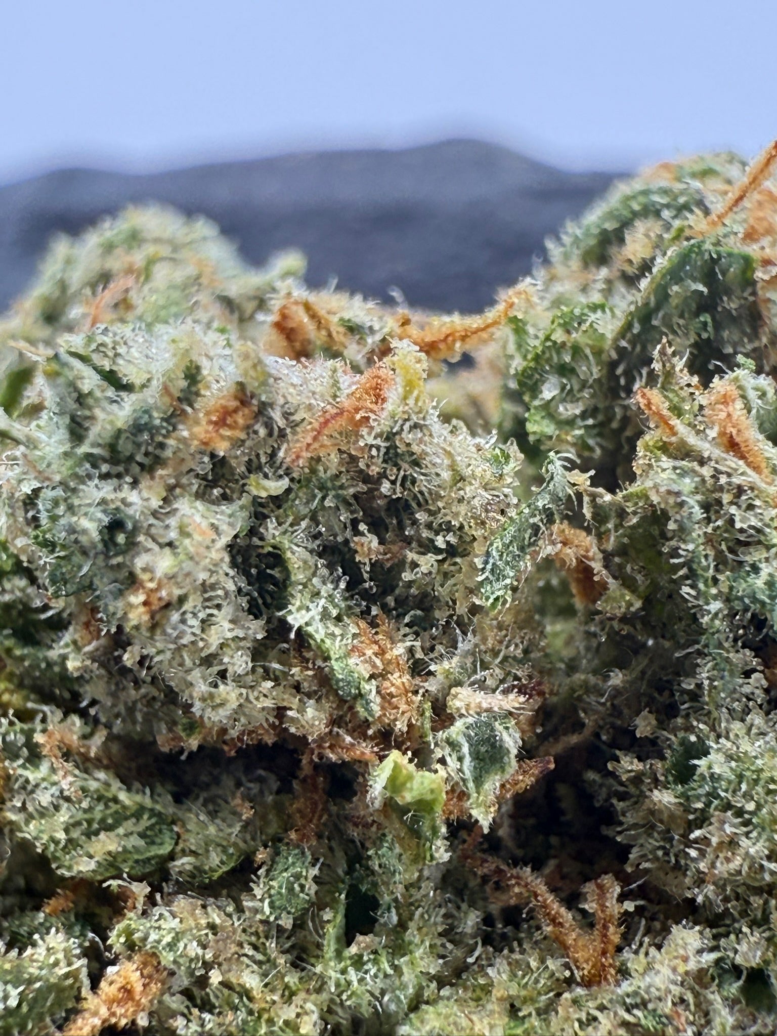 Dutch Dragon - Damn Good | Legal Cannabis