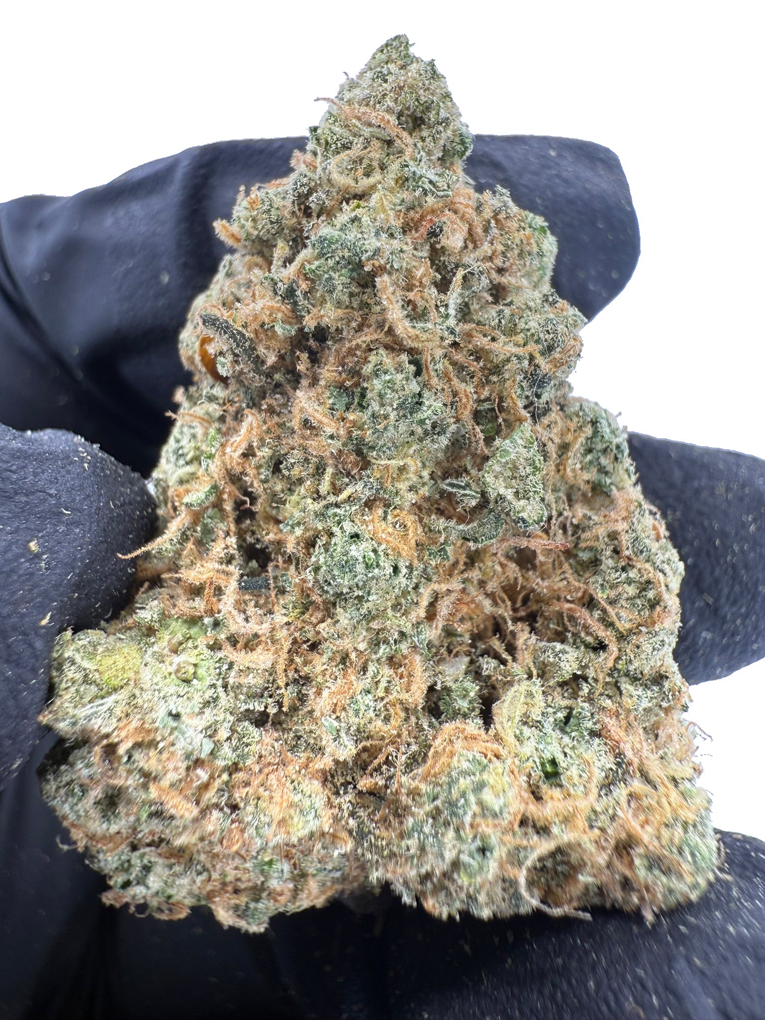 Maui Wowie - Damn Good | Legal Cannabis