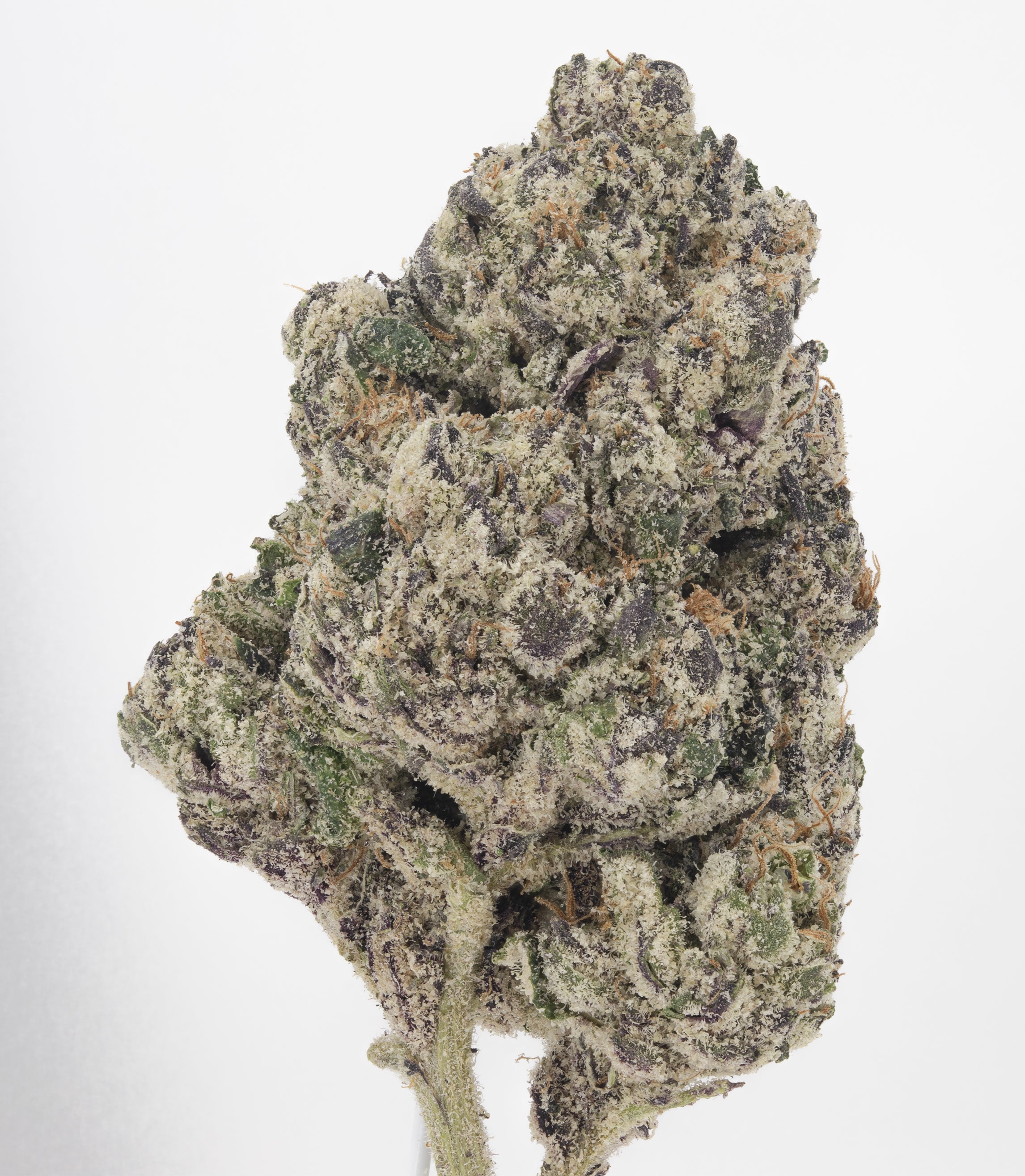 Candy Gelato - Damn Good | Legal Cannabis