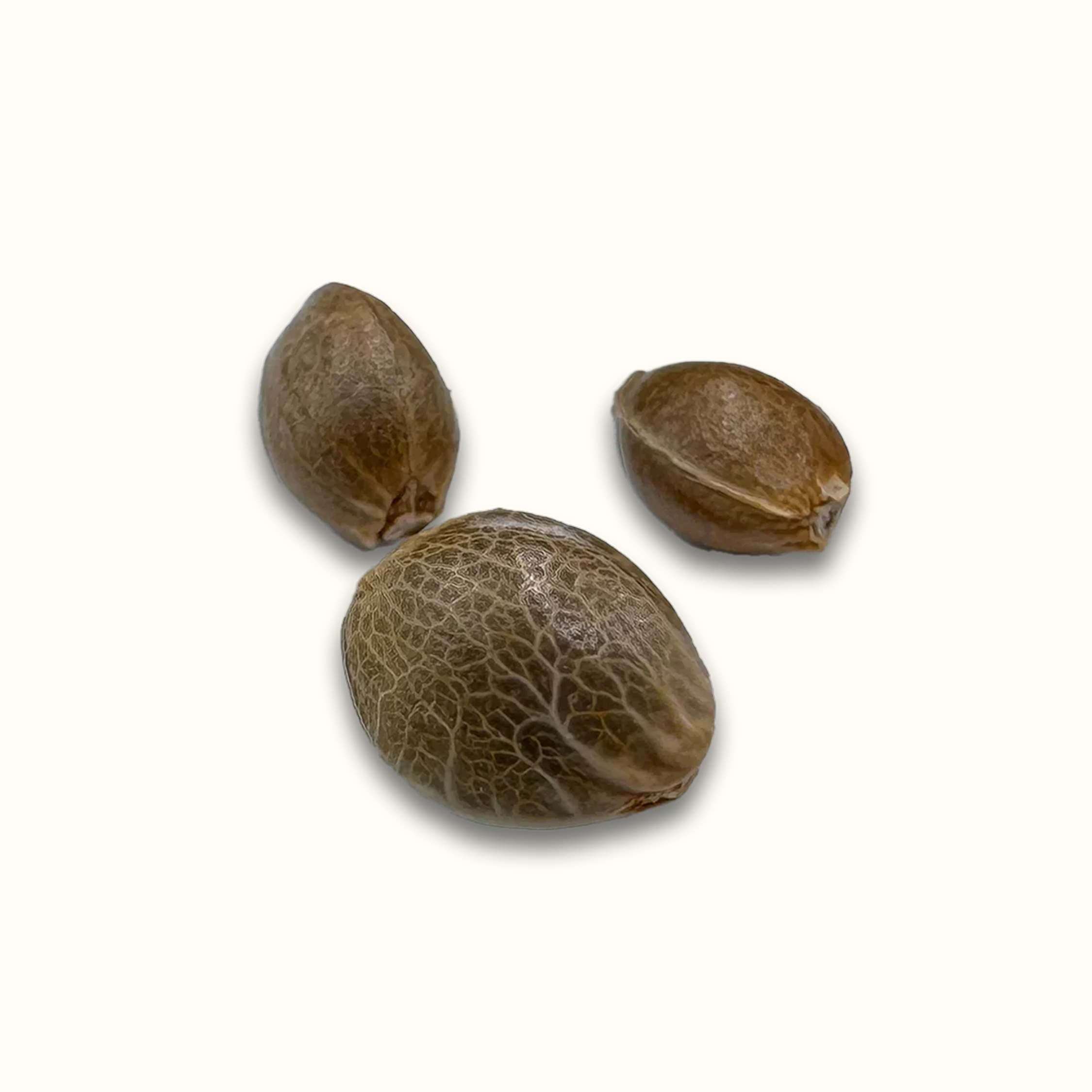 Seed Bank