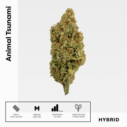 Animal Tsunami - Damn Good | Legal Cannabis