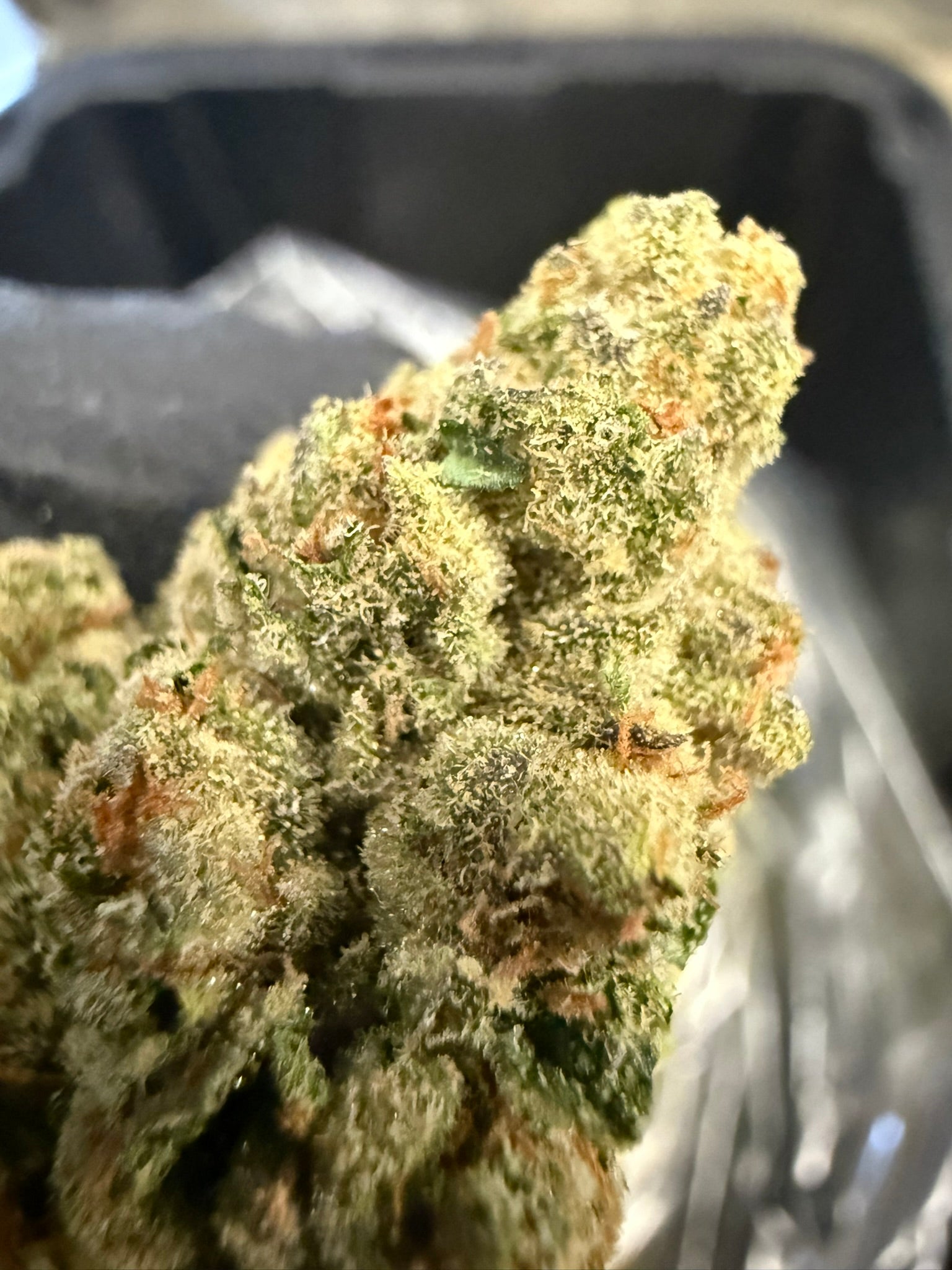 Lemon Pumpkin - Damn Good | Legal Cannabis