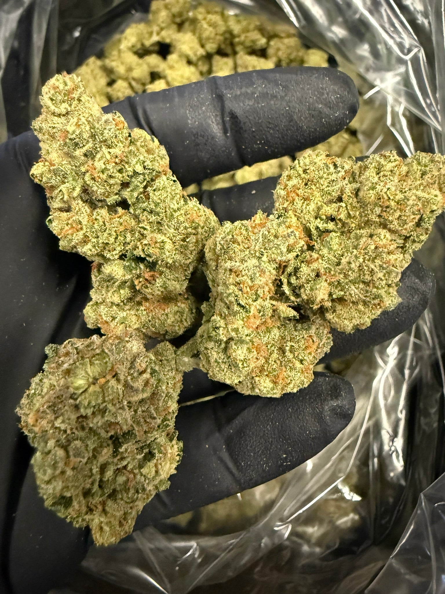Lemon Pumpkin - Damn Good | Legal Cannabis