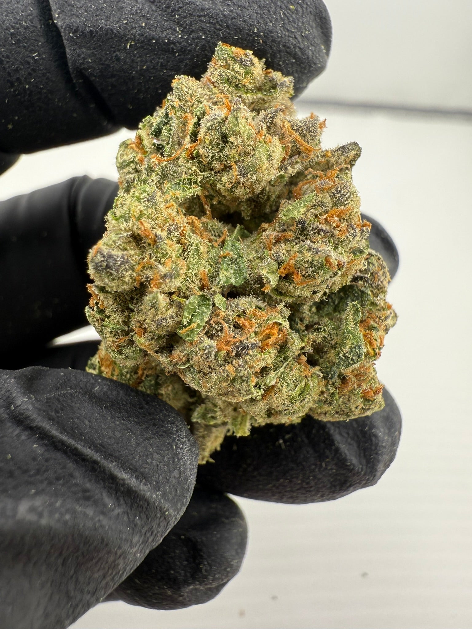 Lemon Pumpkin - Damn Good | Legal Cannabis