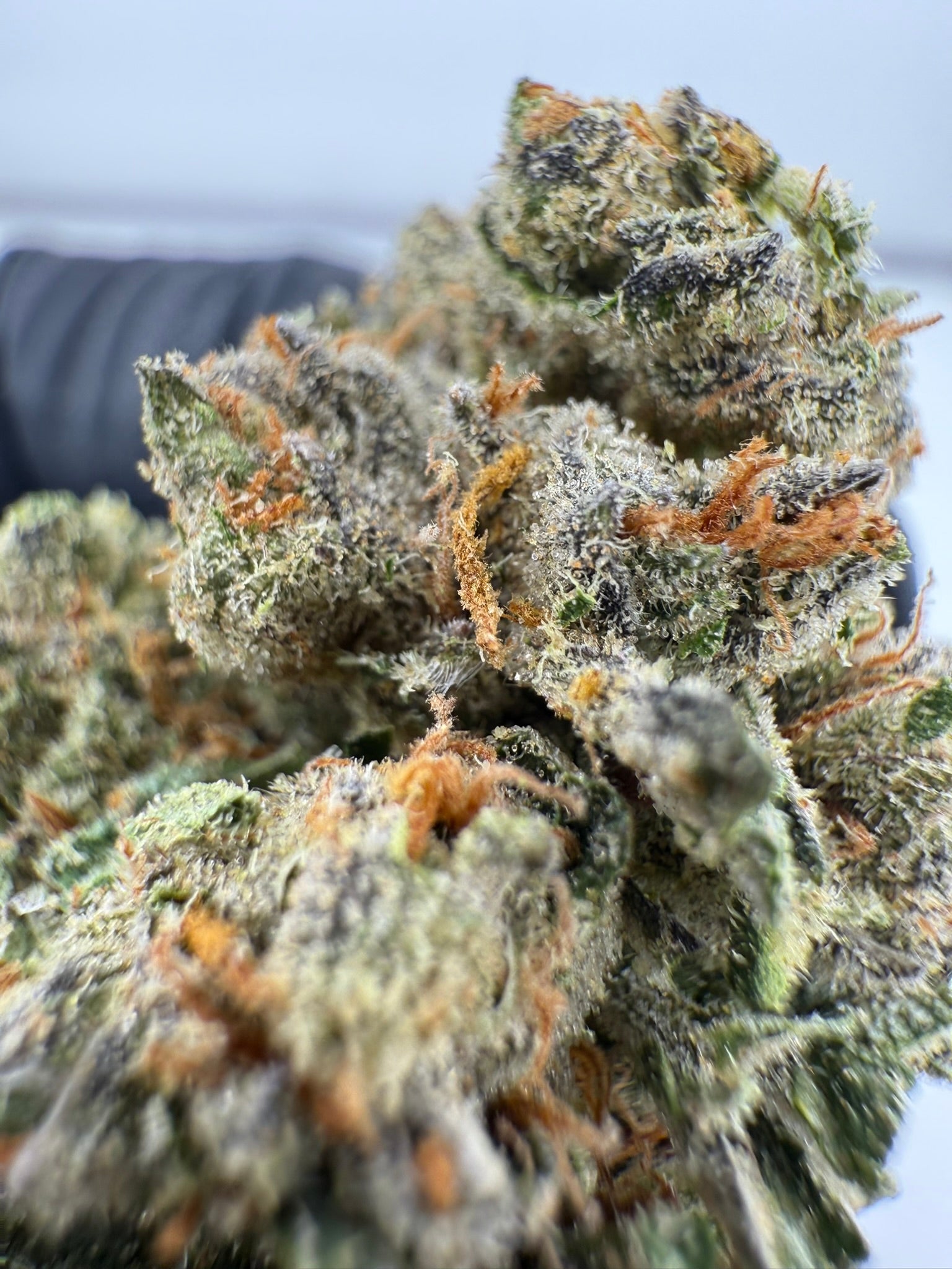 Lemon Pumpkin - Damn Good | Legal Cannabis