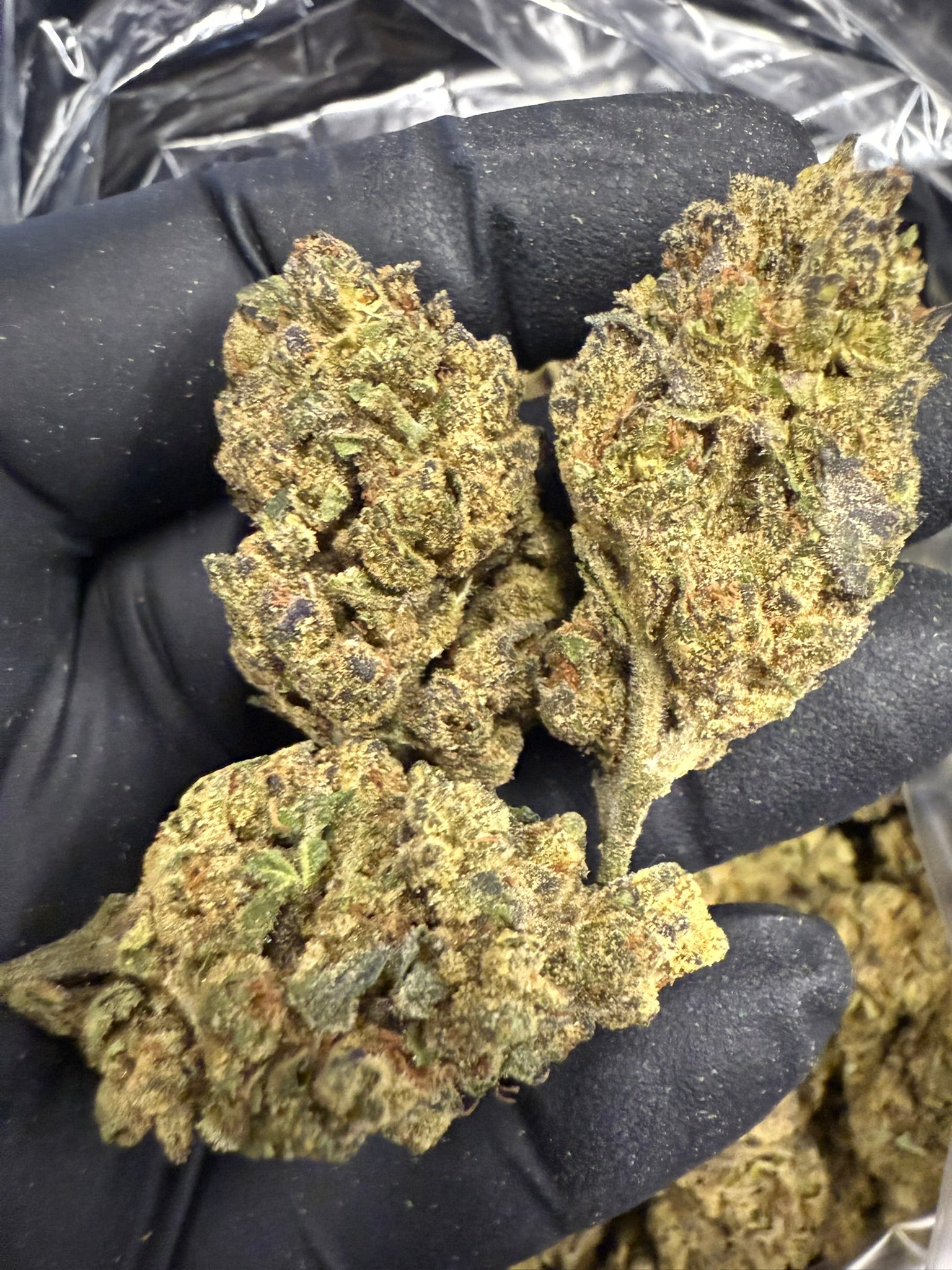 Grape Pie x Blueberry - Damn Good | Legal Cannabis