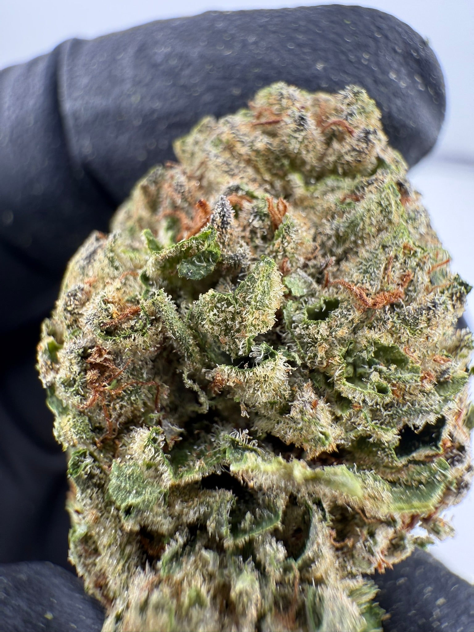 Cuban Affair - Damn Good | Legal Cannabis