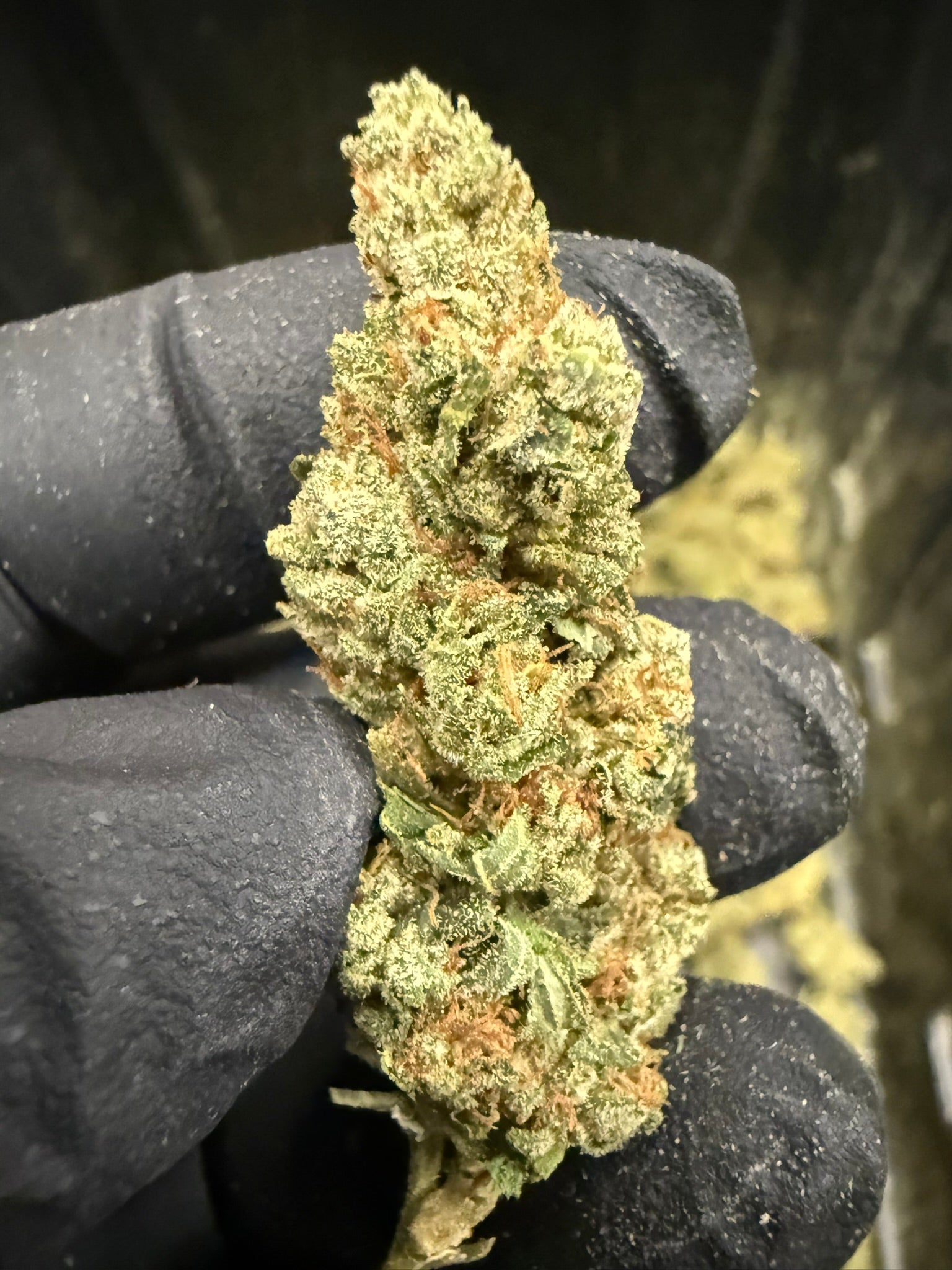 Banana Cream - Damn Good | Legal Cannabis