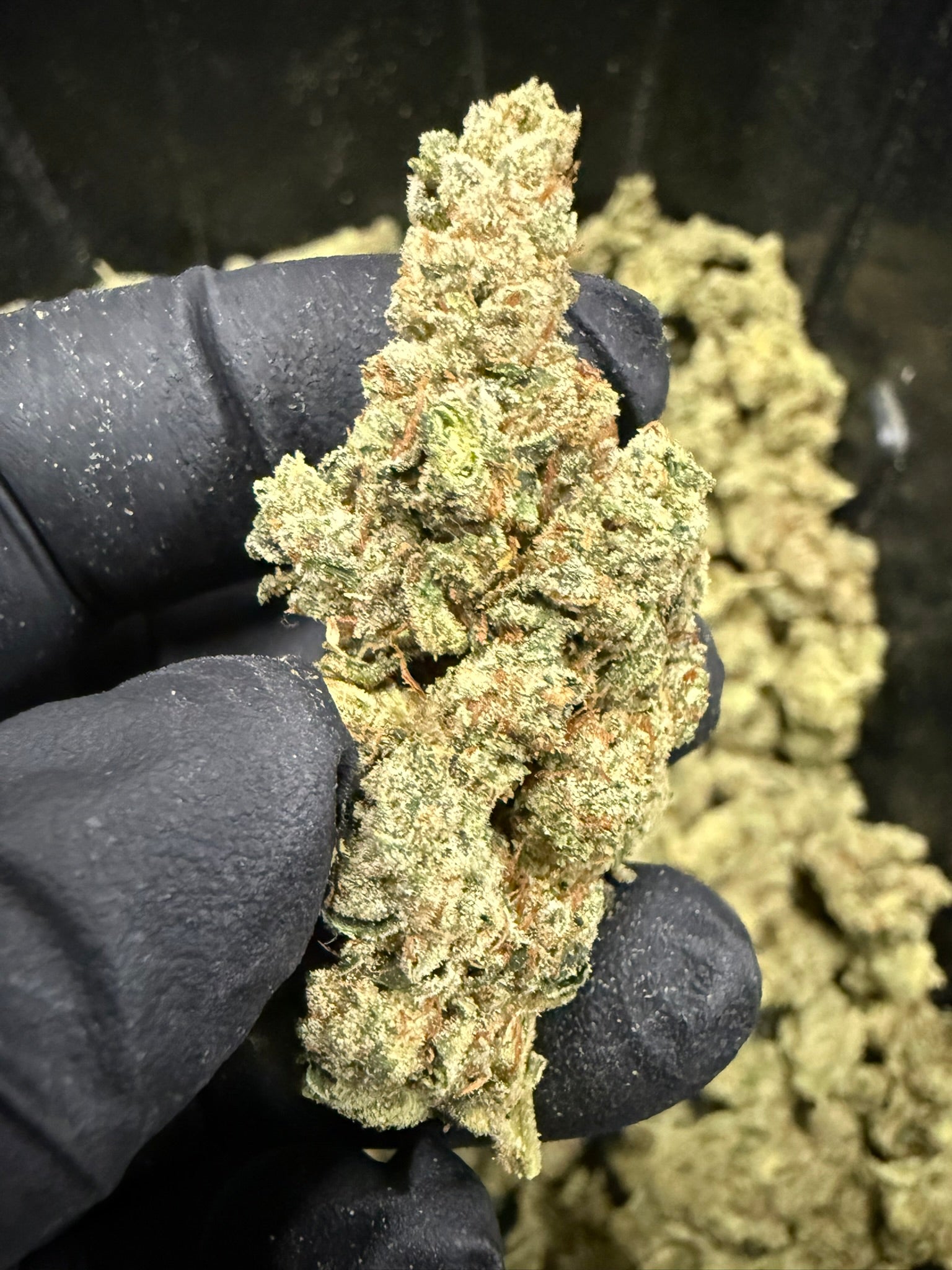 Gorilla Butter - Damn Good | Legal Cannabis