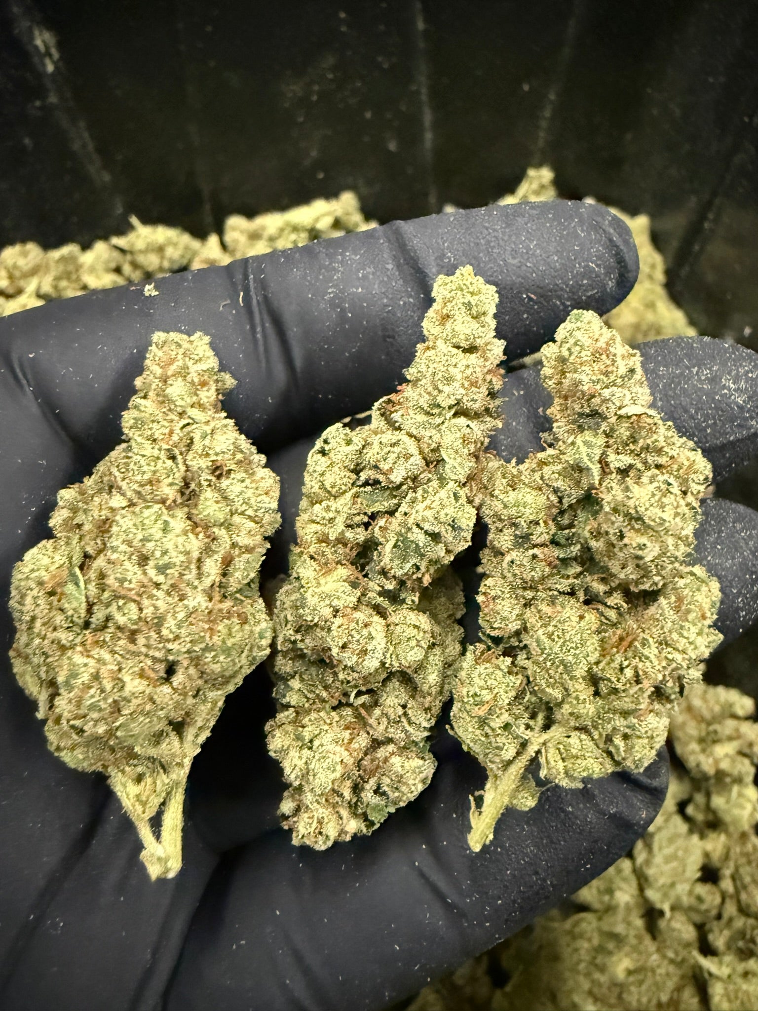 Gorilla Butter - Damn Good | Legal Cannabis