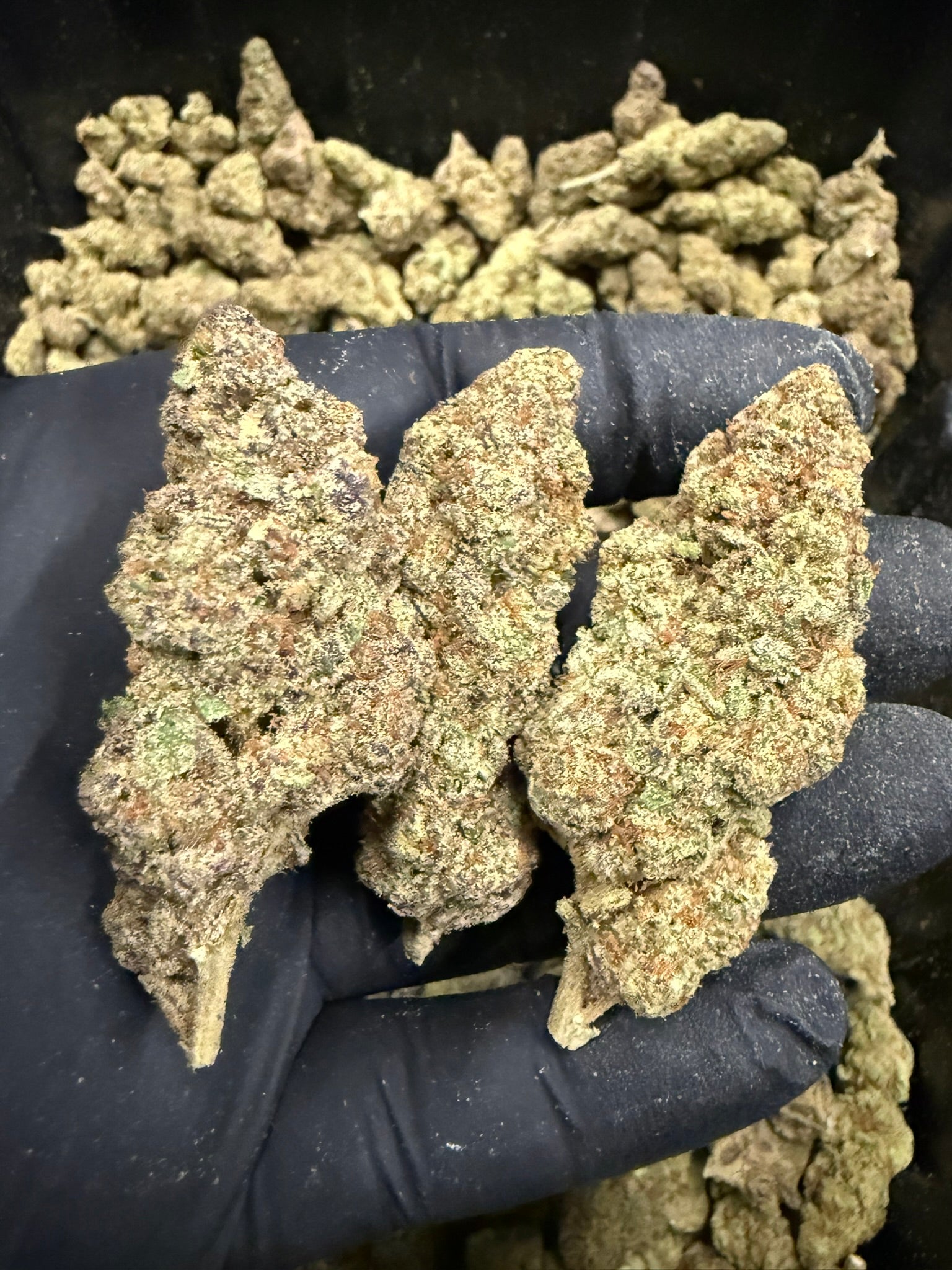 Glitter Bomb x Strawberry Cough - Damn Good | Legal Cannabis