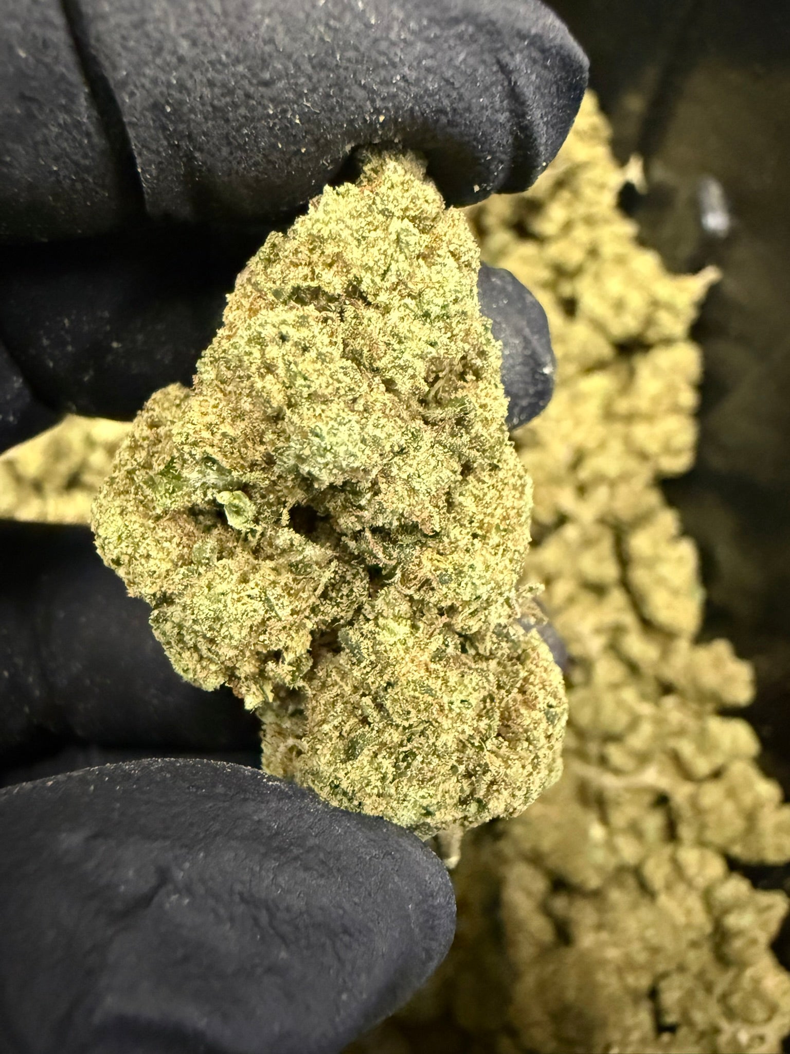 Dirty Girl Runtz Smalls - Damn Good | Legal Cannabis