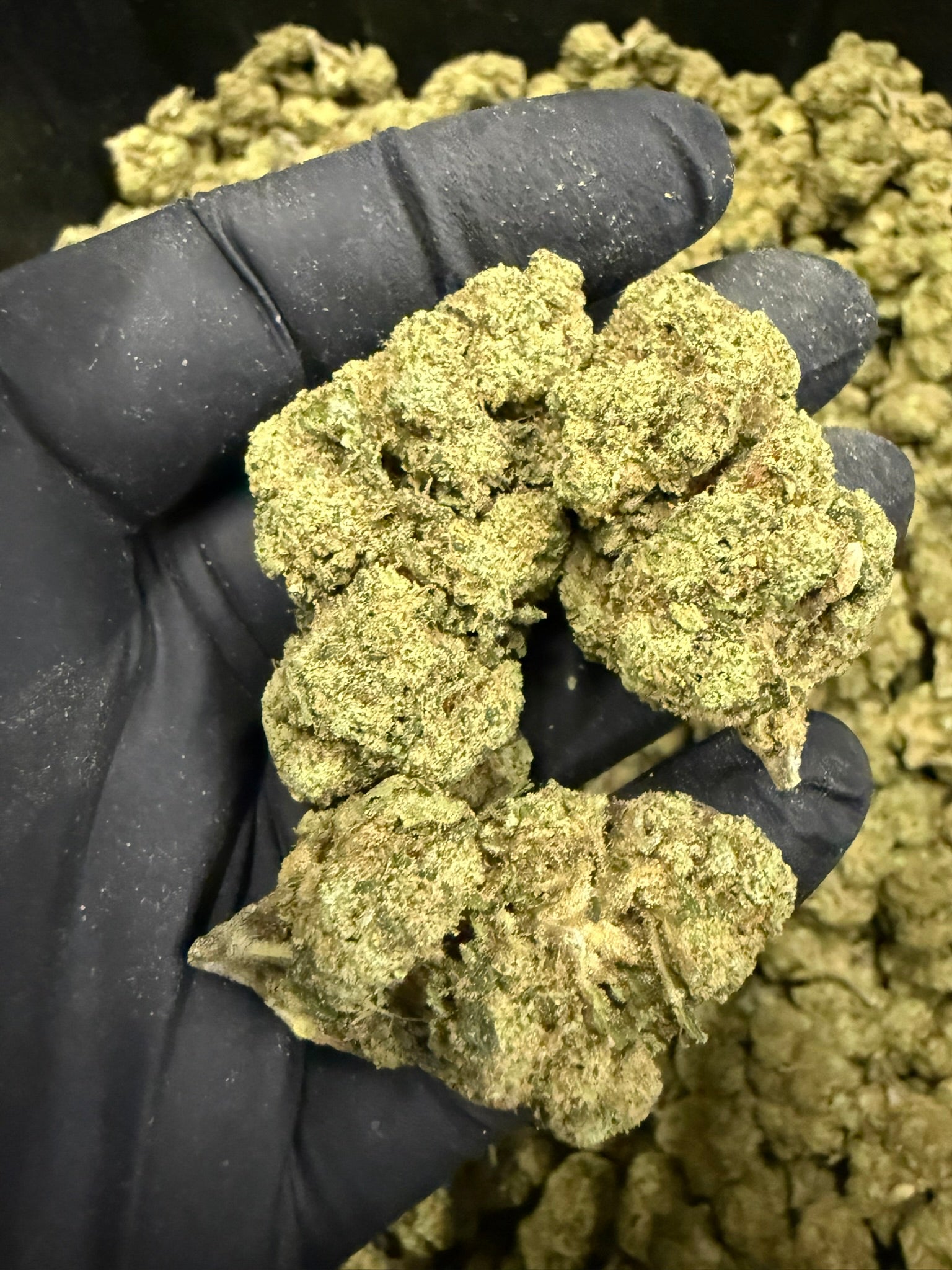 Dirty Girl Runtz Smalls - Damn Good | Legal Cannabis