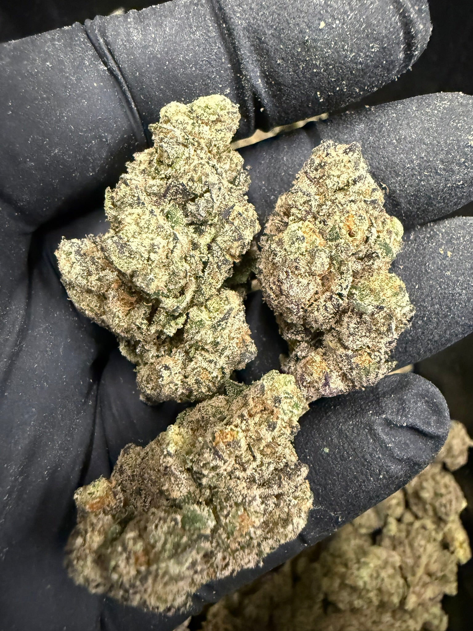 Gas Face - Damn Good | Legal Cannabis