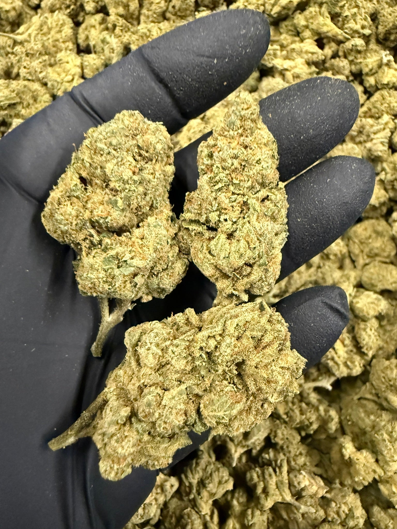 Biscotti - Damn Good | Legal Cannabis