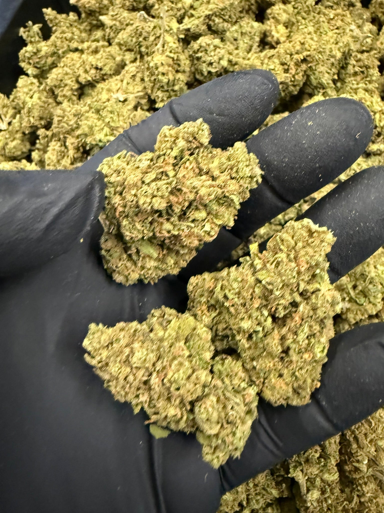 Face Fat - Damn Good | Legal Cannabis