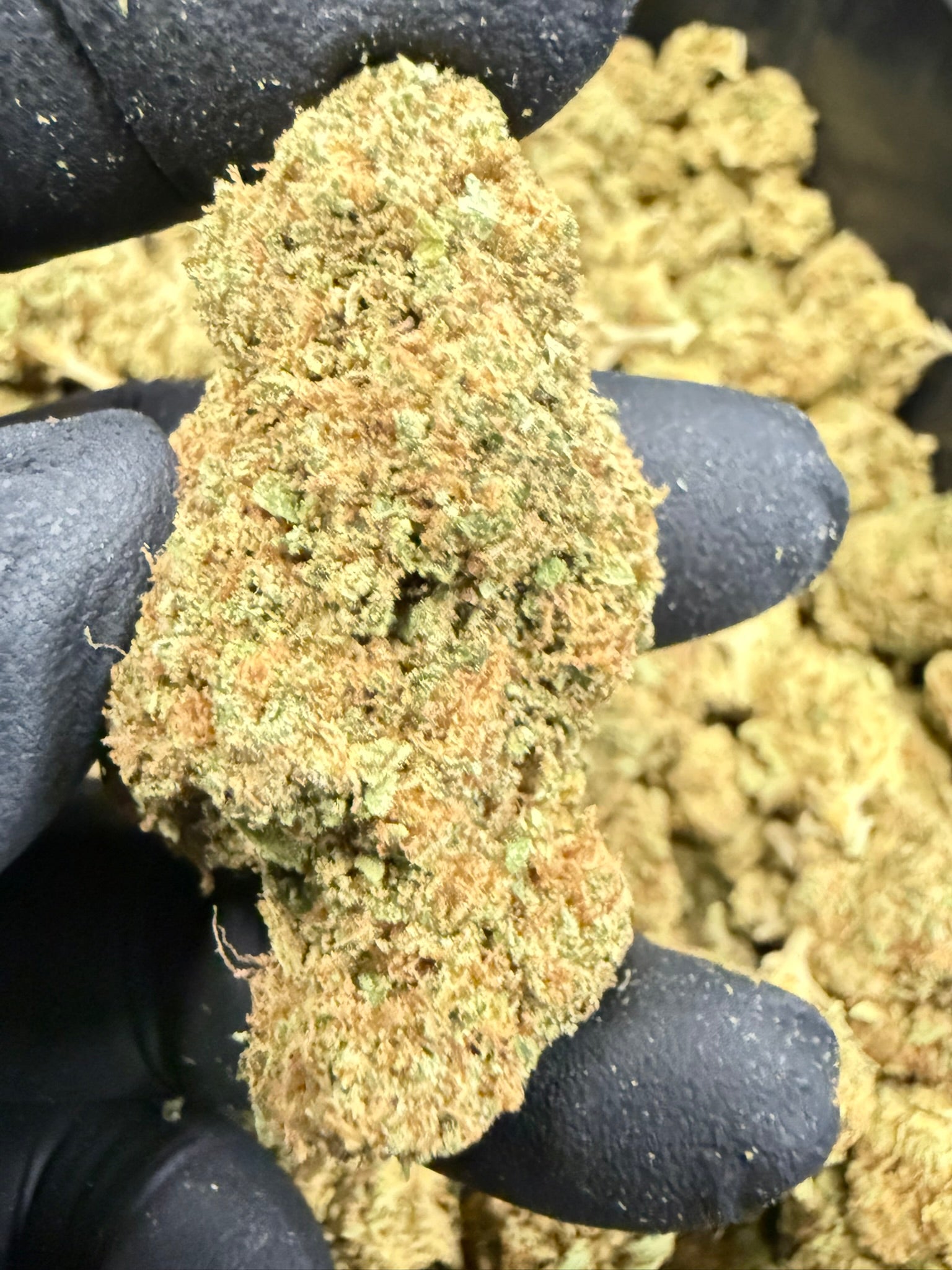 GMO - Damn Good | Legal Cannabis